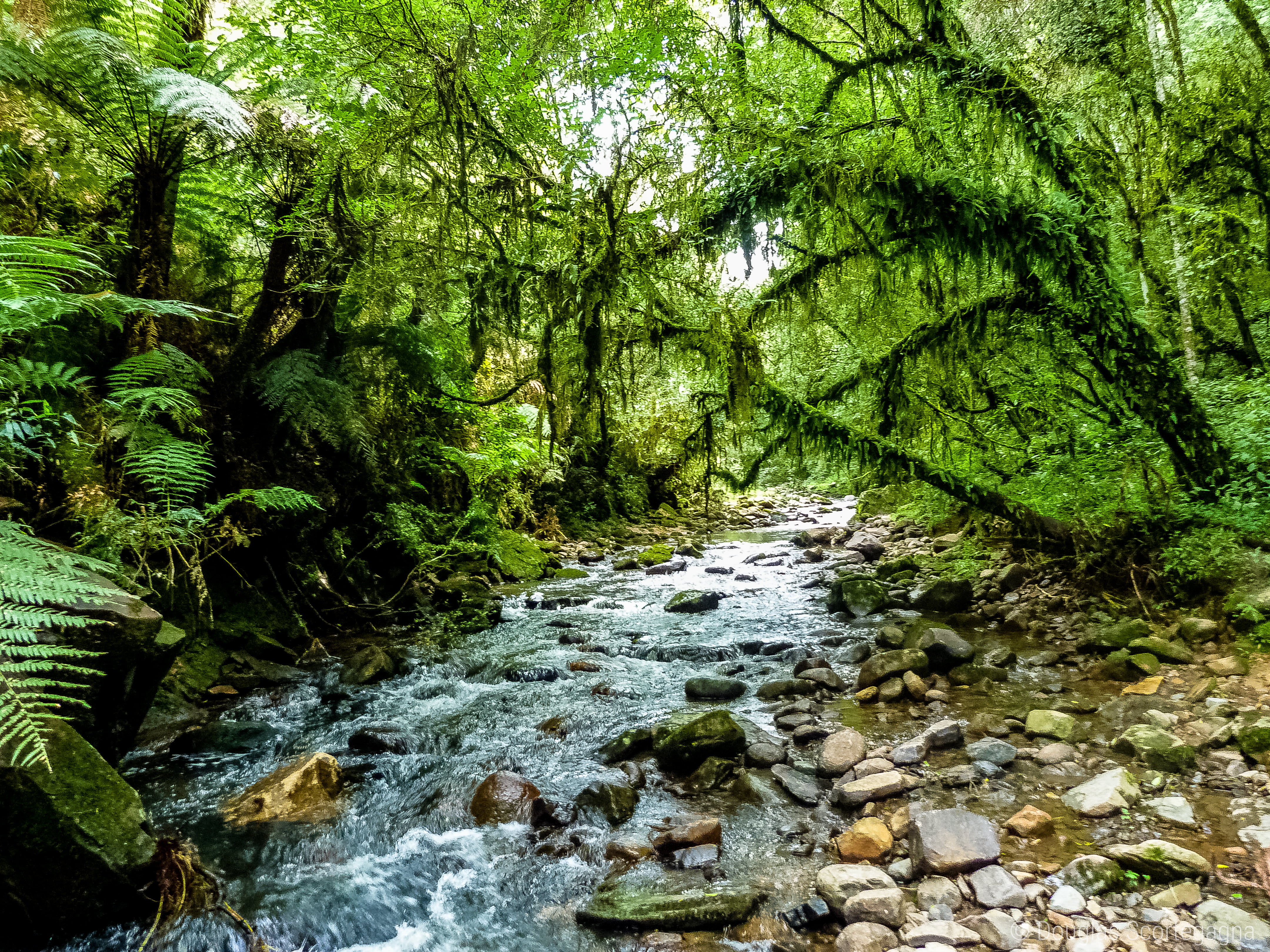landscapes, water, stream, water  tree, summer, trees, hike, nature, tropical, Brazil, jungle, tree, colorful, lapse, South, urubici, photo, time, landscape, HD Wallpaper