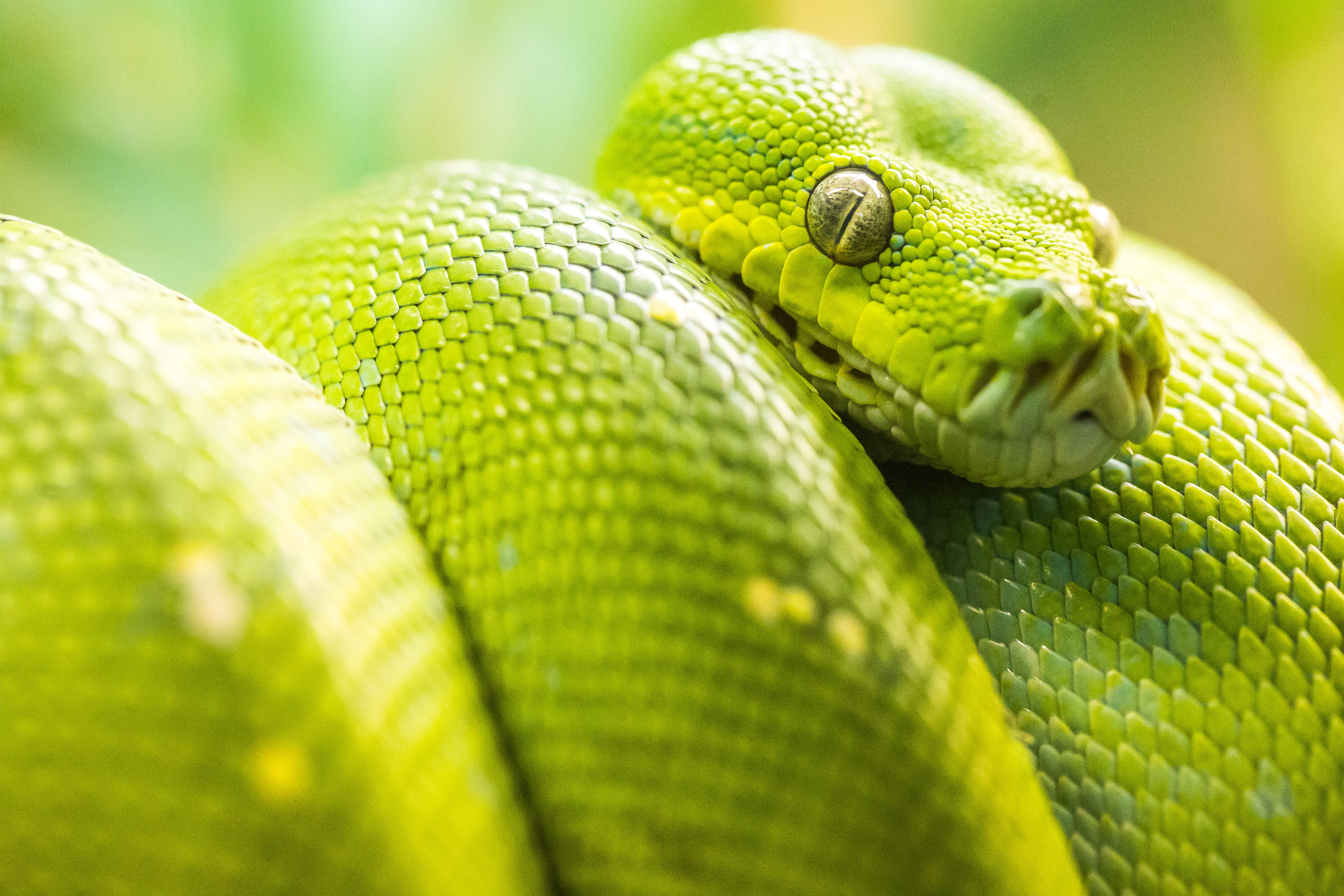 green, close up, Green Tree Python, green snake, Missouri, nature, green Color, 4K, United States of America, photo, Snake Eyes, Mo, USA, close, snake, HD Wallpaper