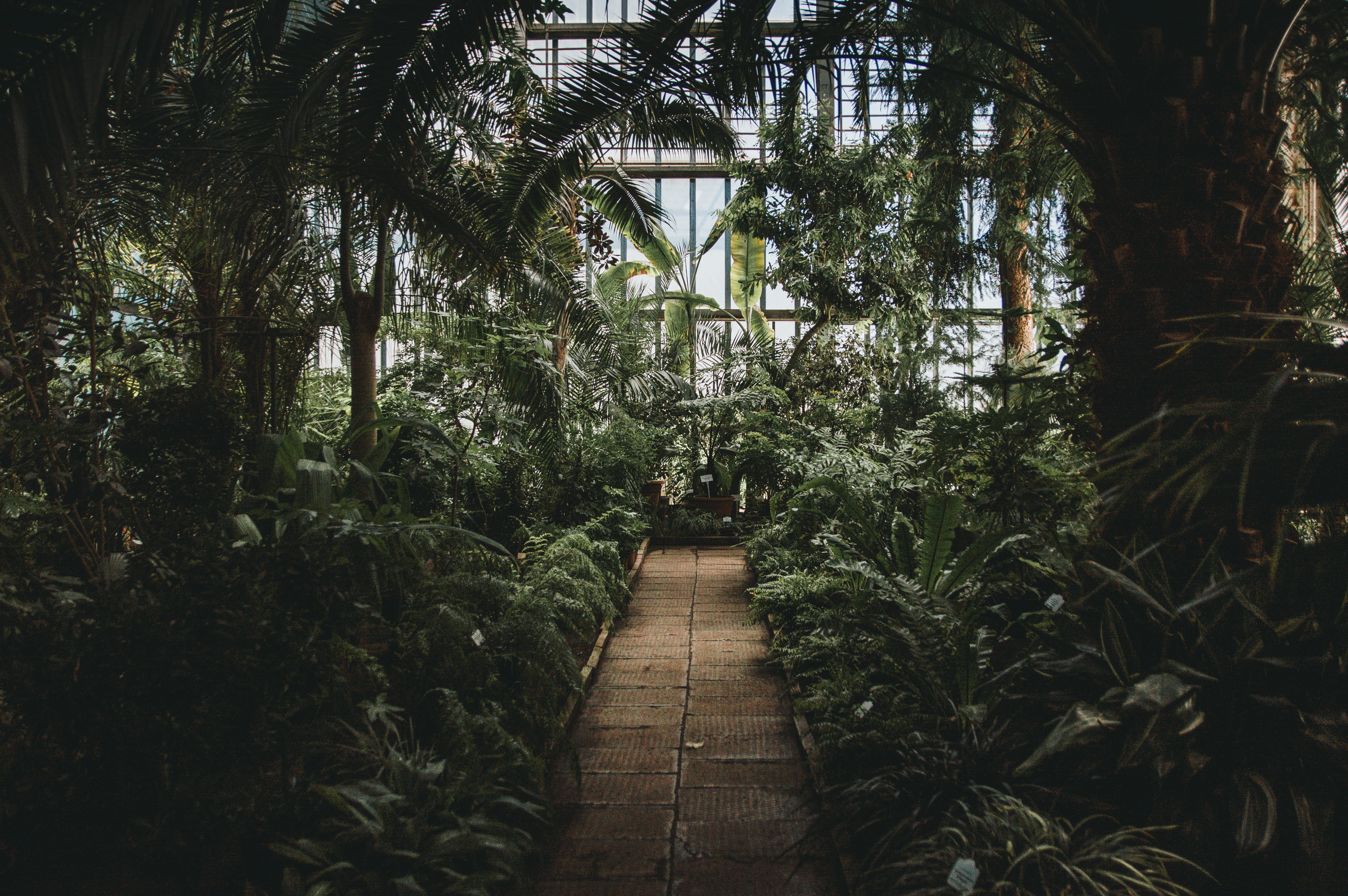 fern, built structure, nature, day, no People, land, green, tropical Climate, brown, photo, Riga, 4K, beauty in nature, tropical Rainforest, greenhouse, HD Wallpaper