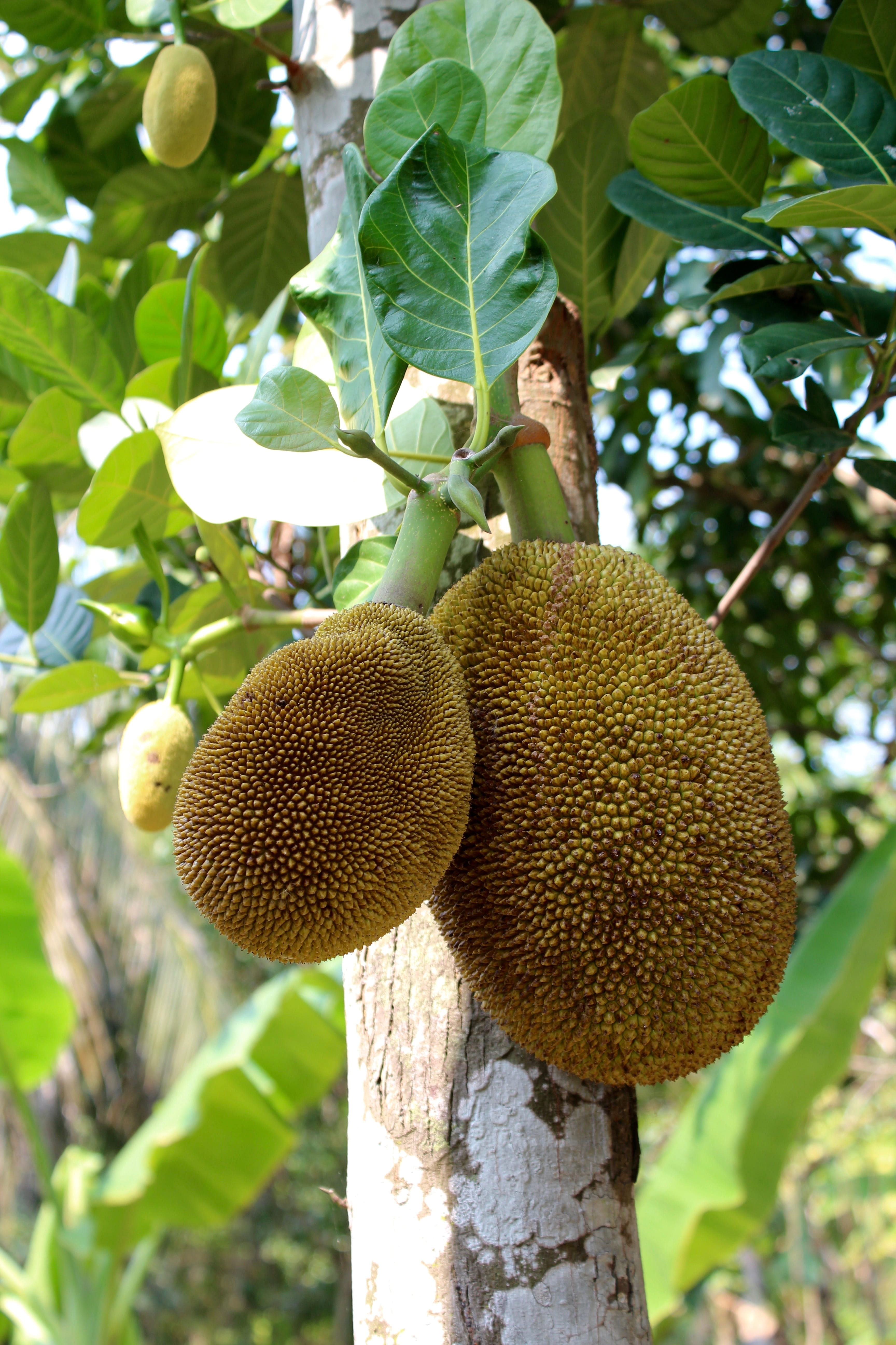 jack, leaf, organic, focus on foreground, food and drink, trunk, jackfruit, close-up, green, day, low angle view, nature, healthy, delicious, 5K, no people, Phone HD Wallpaper