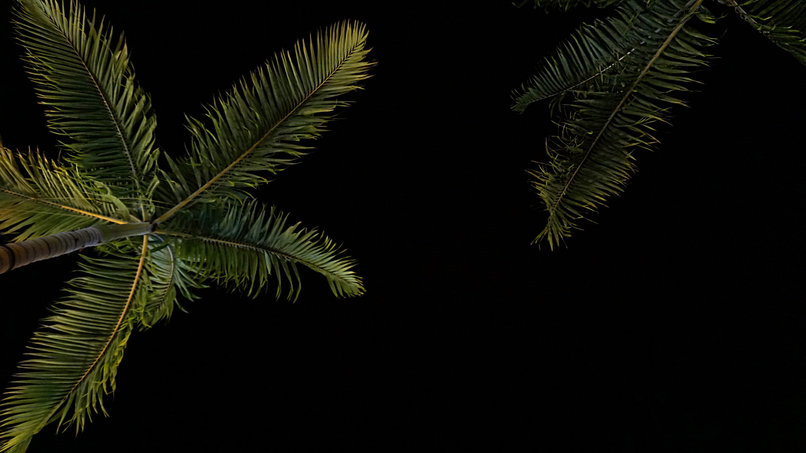 branch, black background, nighttime, foliage, tranquility, night, green, leaf, green Color, close-up, summer, tree, under, low angle, no people, palm, nature, HD Wallpaper