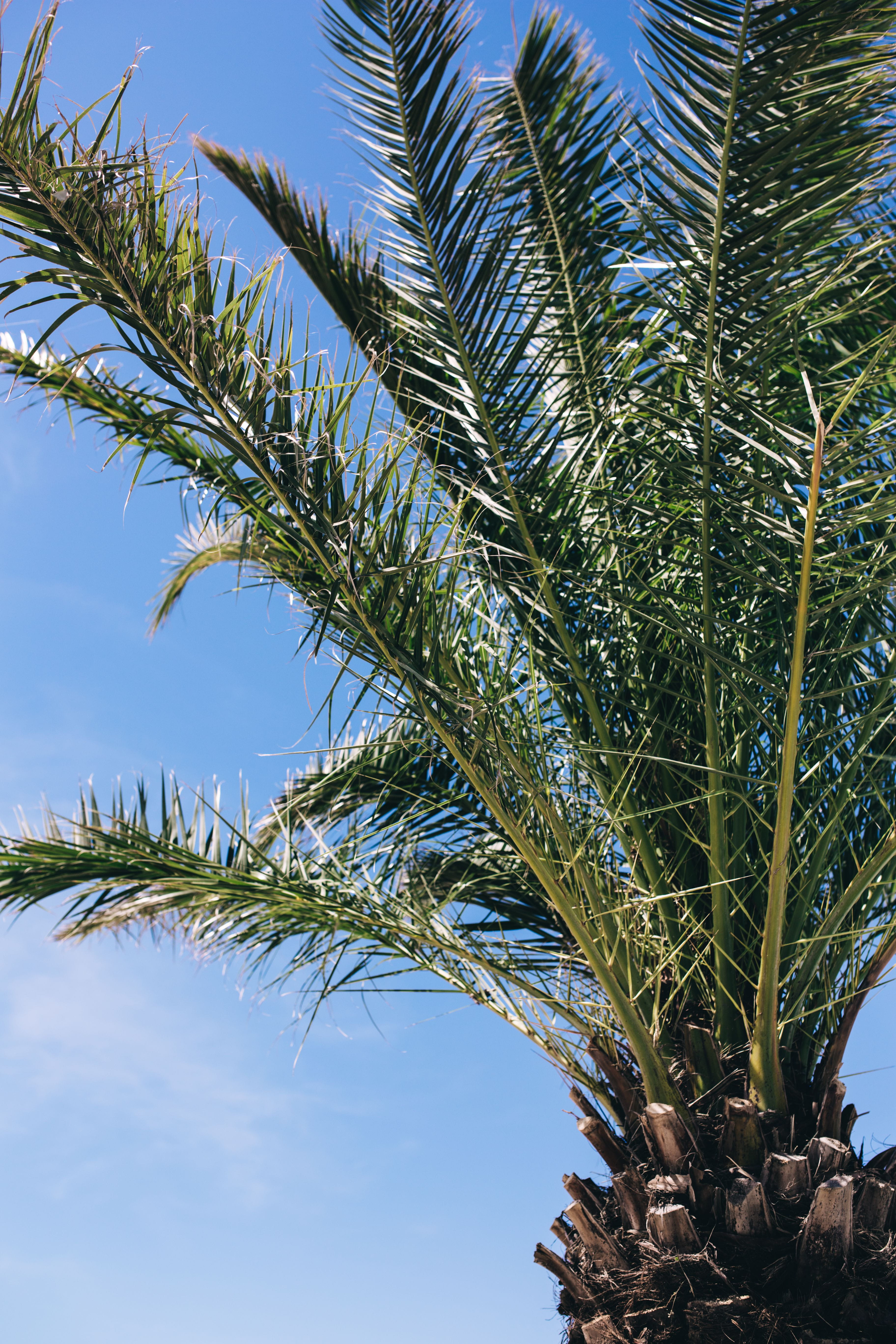 sago palm, Green, leaf, date palm tree, tranquility, cloud - sky, tropical tree, tree trunk, summer, 5K, coconut palm tree, sky, low angle view, beauty in nature, Phone HD Wallpaper