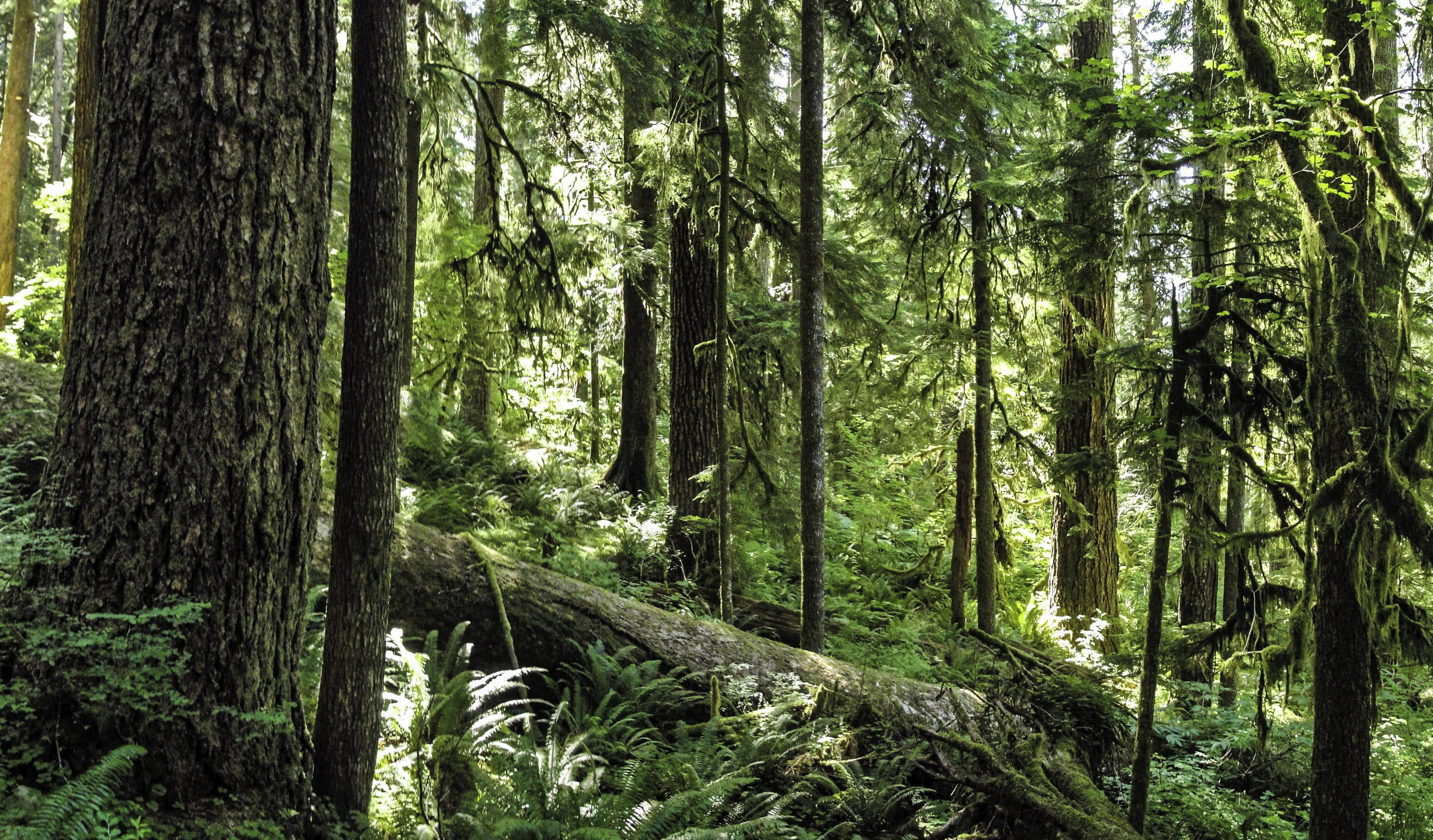 tree Trunk, wilderness Area, outdoors, United States, olympic, nature, branch, Olympic National Park, rainforest, no People, photo, beauty In Nature, growth, HD Wallpaper