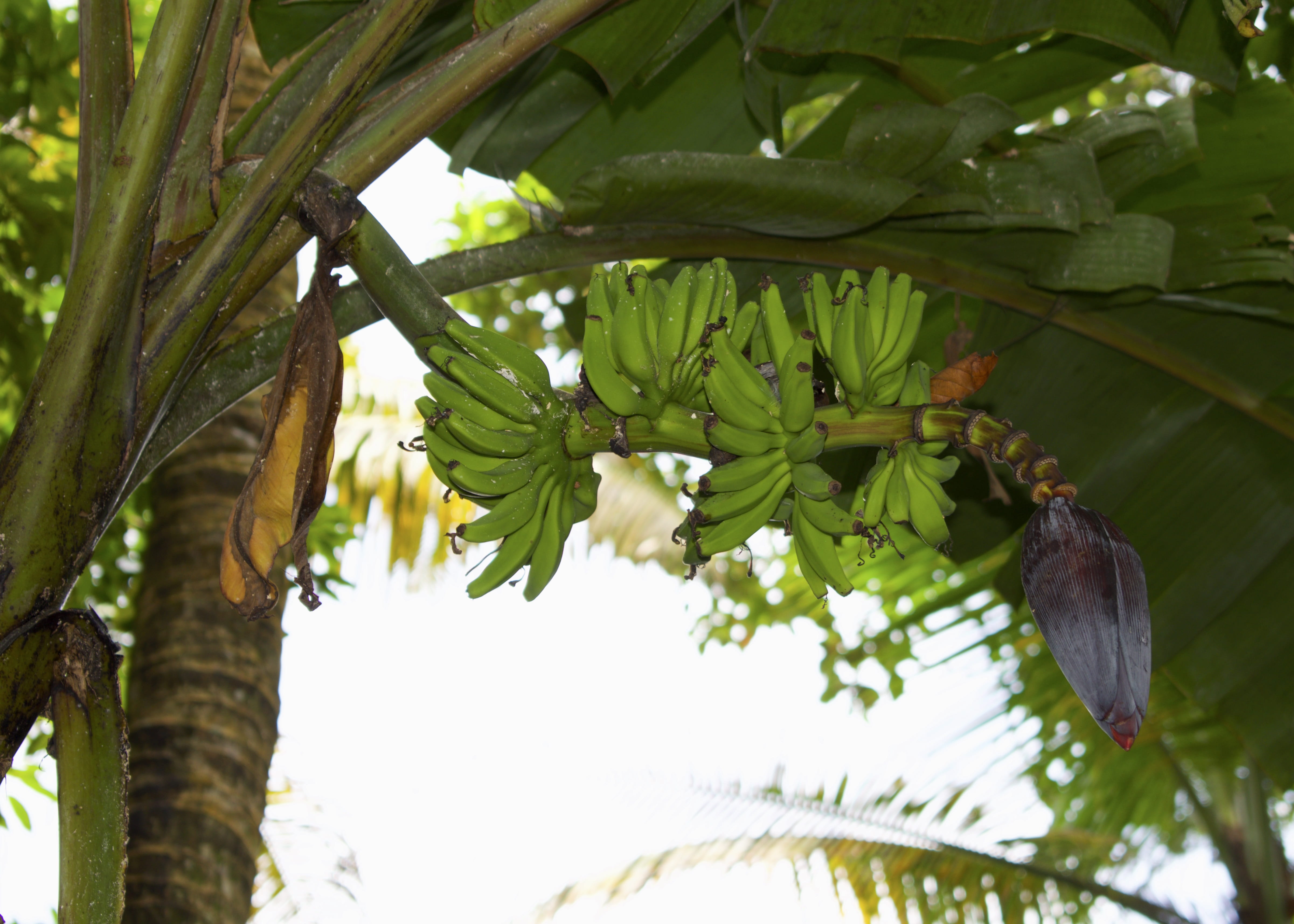 organic, animal, day, ripe, plant, animals in the wild, tree, plant part, nature, green, growth, 4K, animal wildlife, leaves, Fresh, banana, no people, HD Wallpaper