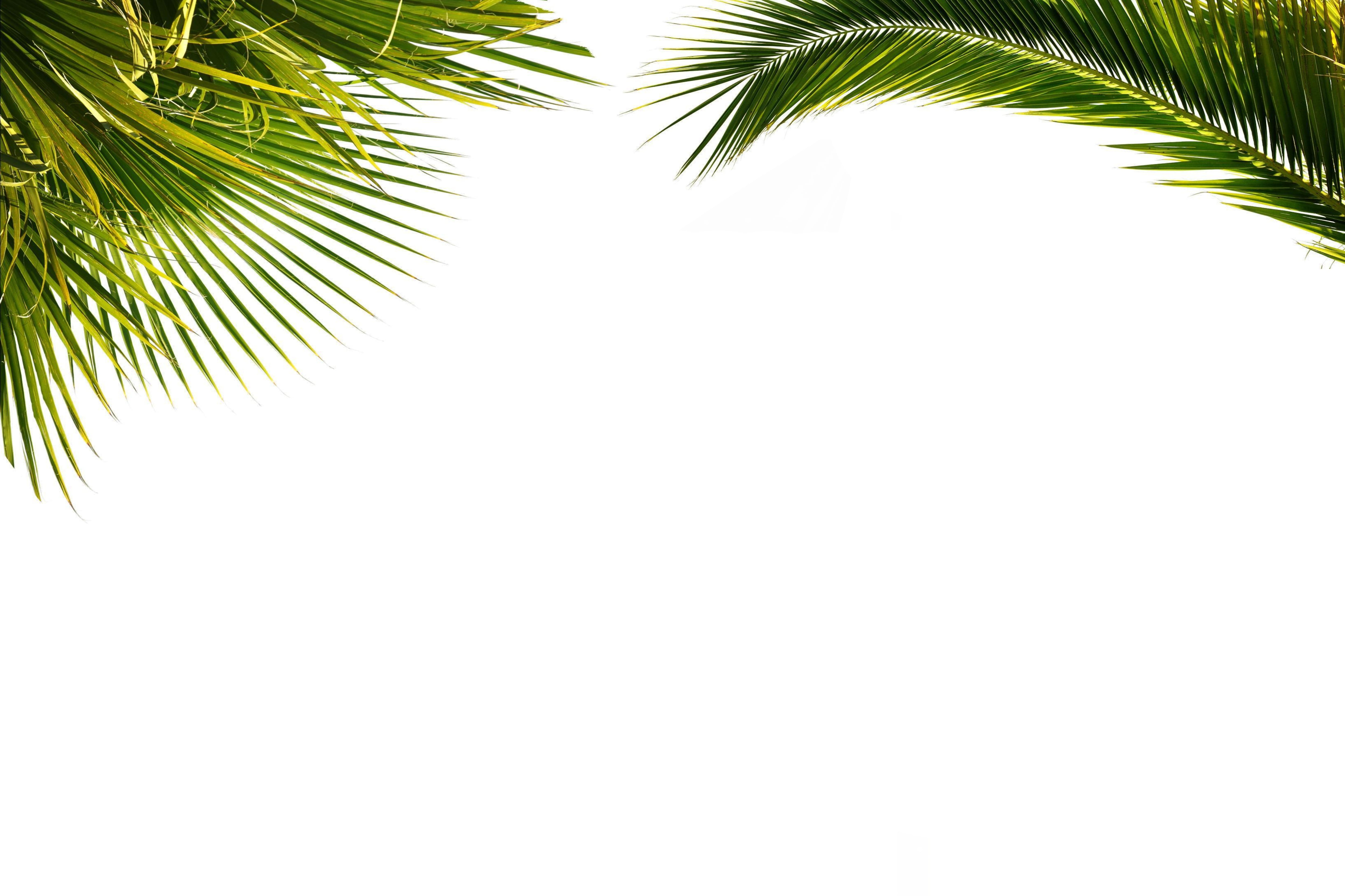 palm leaf, sky, tropical Climate, tropical tree, palm, no people, paper, day, summer, copy space, directly below, leaf, clear sky, green Color, HD Wallpaper