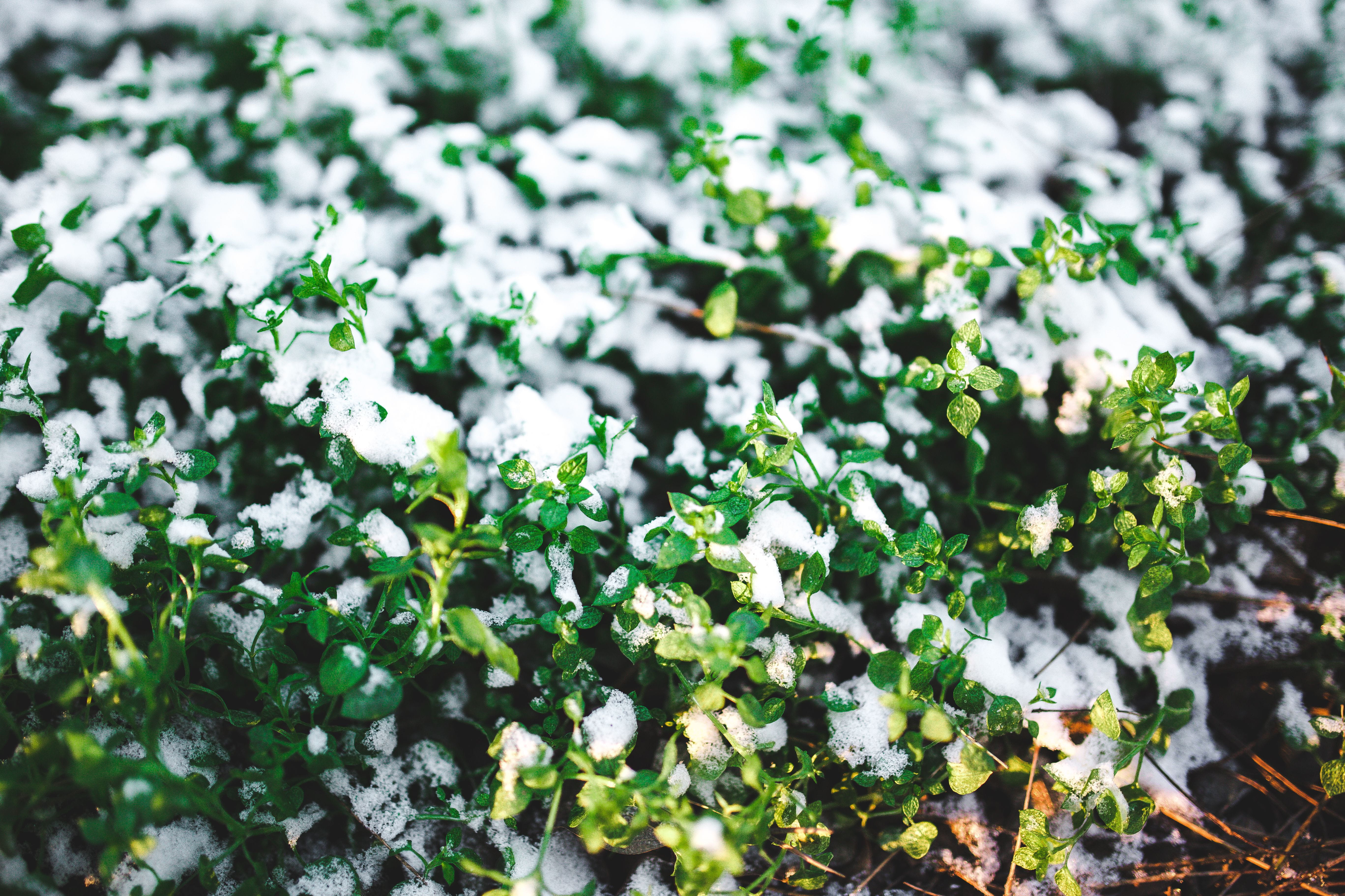 day, growth, plant, tree, close, 5K, close-up, flowering plant, leaves, frost, no people, lichen, beauty in nature, nature, leaf, white color, macro, cold, HD Wallpaper