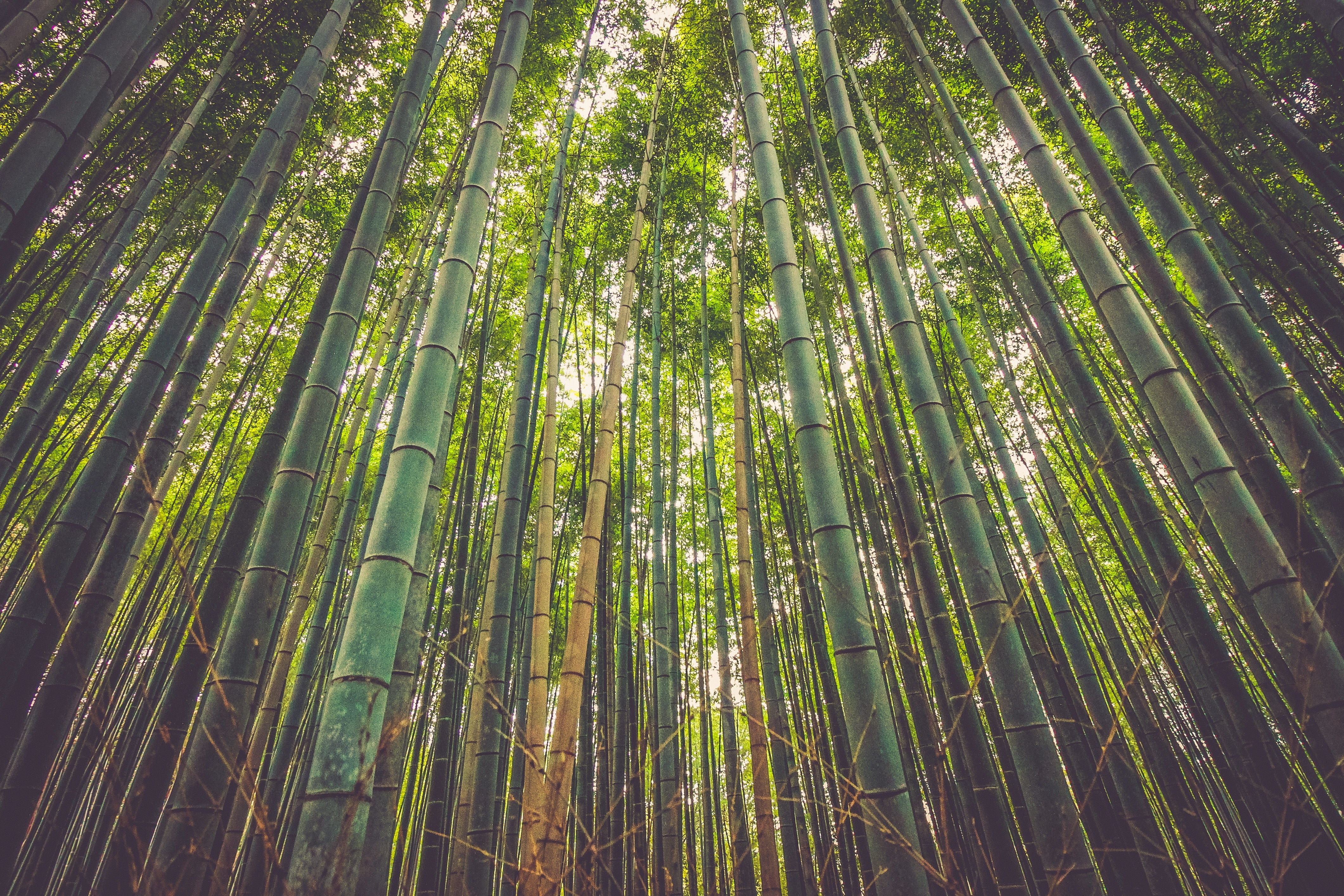 low angle view, plant, natural, trees, nature, bamboo, tropical, angle, non-urban scene, outdoors, beauty in nature, green Color, forest, bamboo Grove, HD Wallpaper