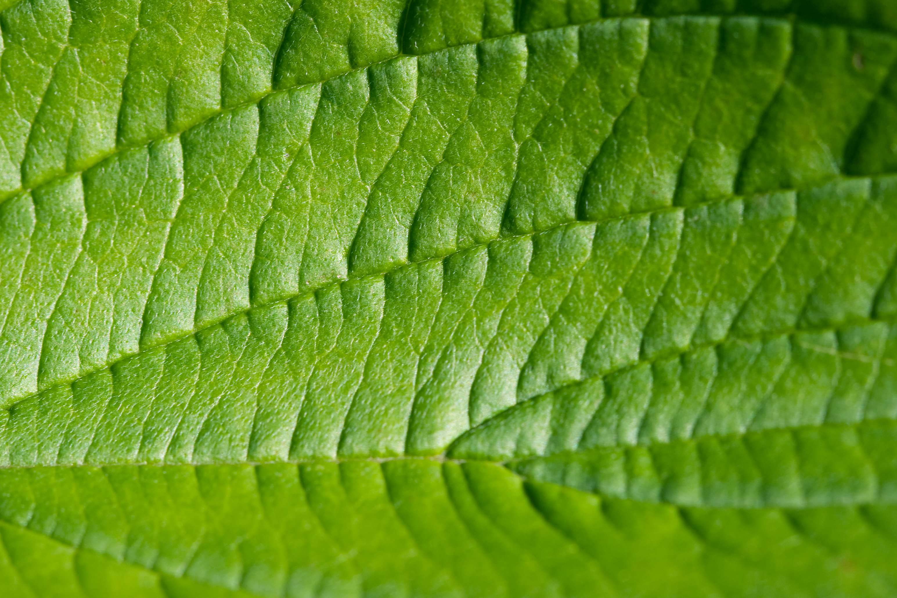 pattern, macro, leaf vein, selective focus, green color, floral, plant part, background, close-up, foliage, growth, natural, textured, garden, day, ecology, HD Wallpaper