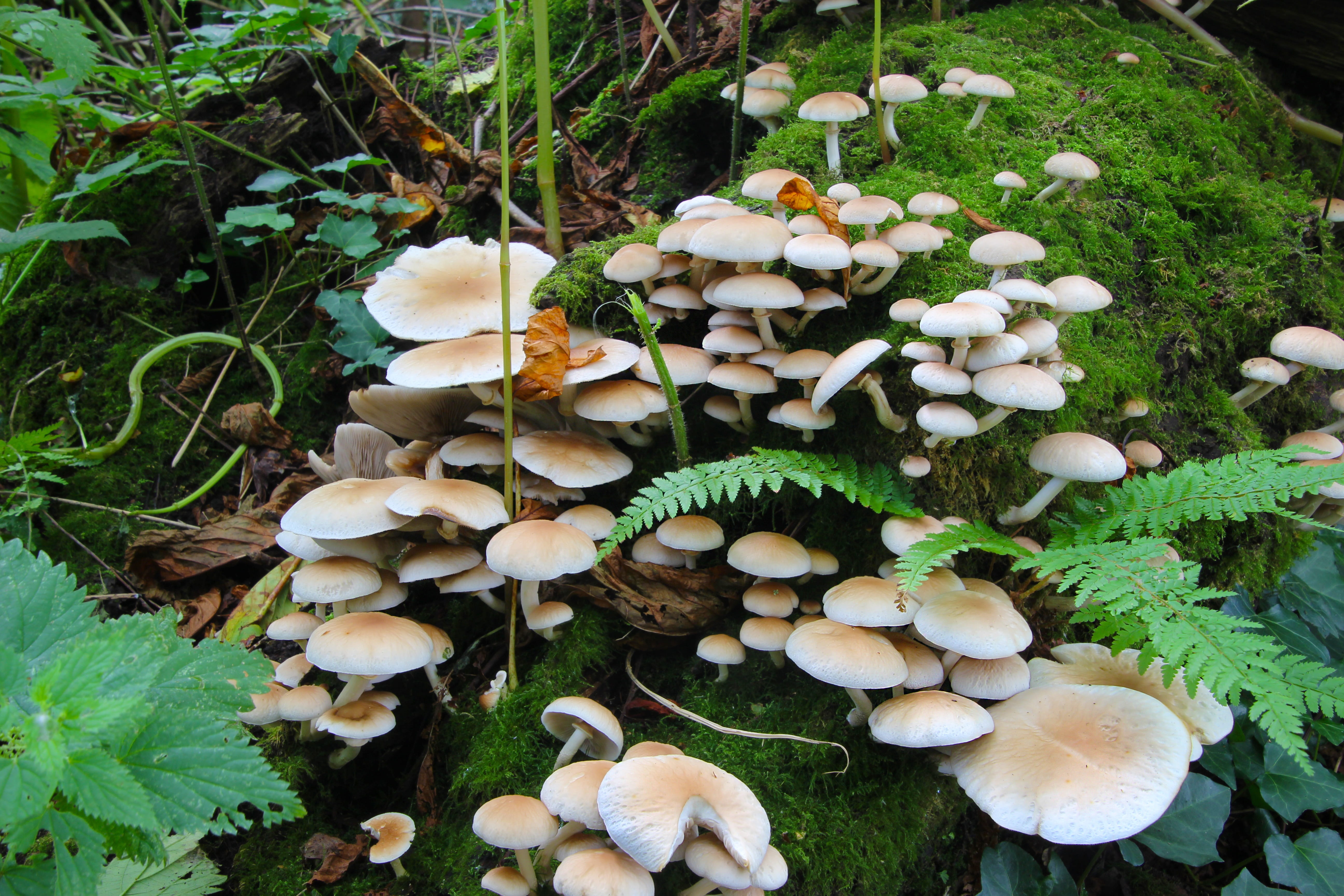 dangerous, high angle view, beauty in nature, growth, vulnerability, 5K, outdoors, small, growing, natural, land, outdoor, park, forest, fungus, edible mushroom, HD Wallpaper