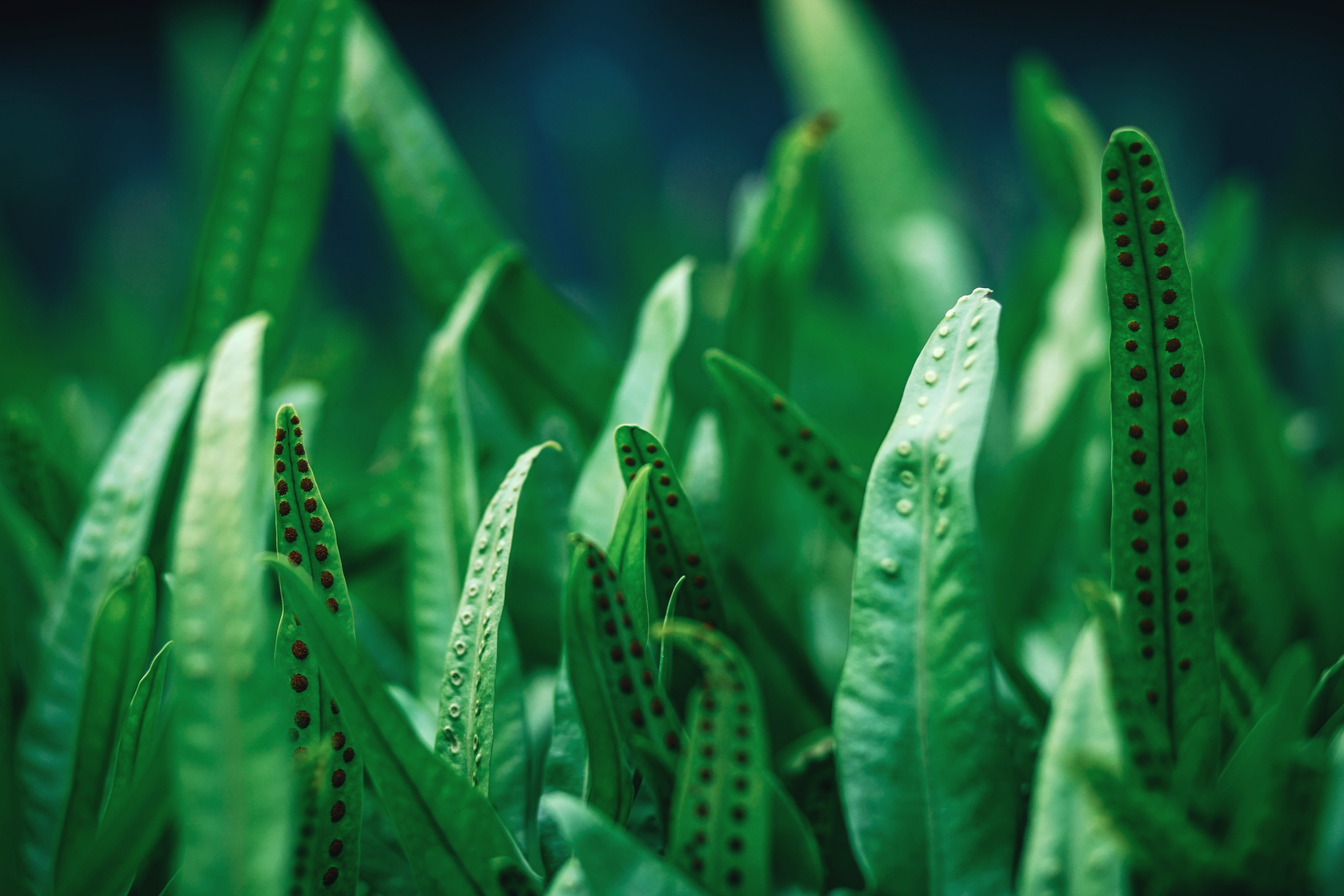 park, field, pattern, garden, growth, 5K, texture, crop, environment, botany, detail, abstract, leaf, natural, water, selective focus, ecology, agriculture, HD Wallpaper