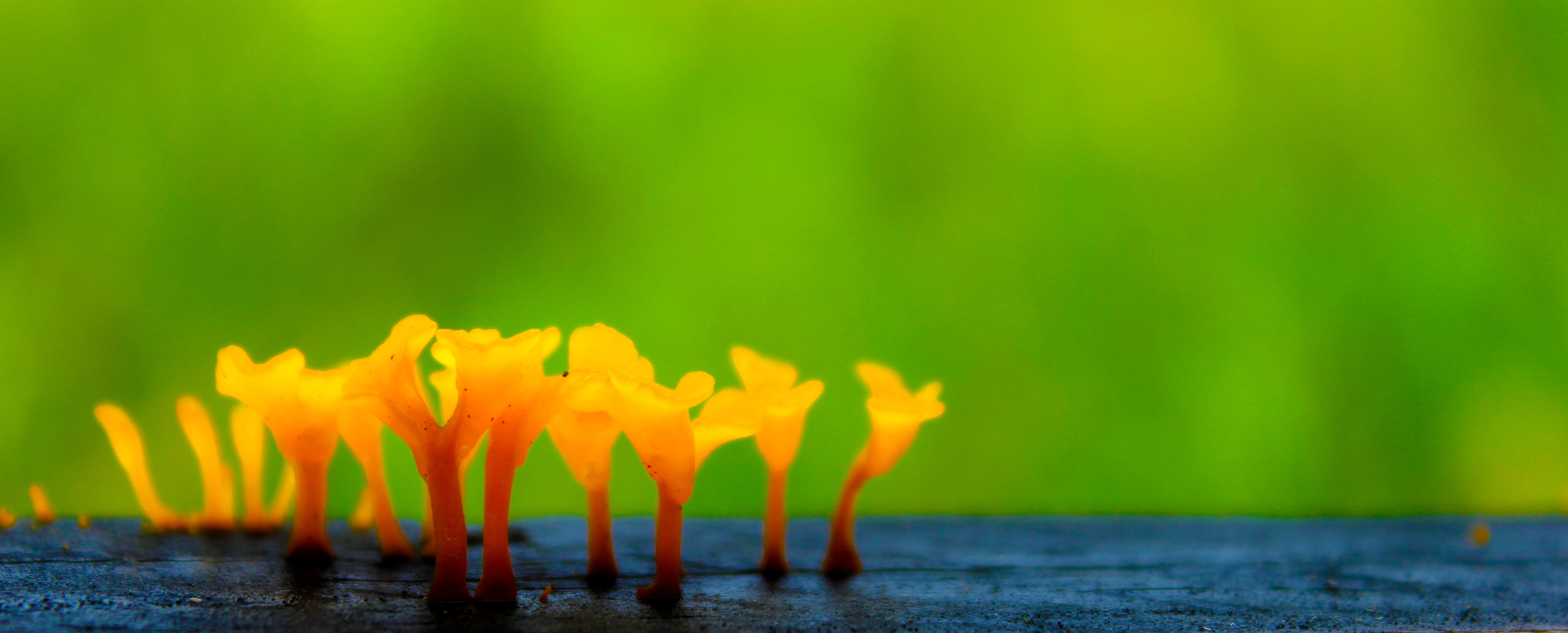 fire - natural phenomenon, flower head, springtime, jungle, orange, freshness, day, moss, Flora, grass, growth, wood, Wild, Mushroom, summer, flowering plant, HD Wallpaper