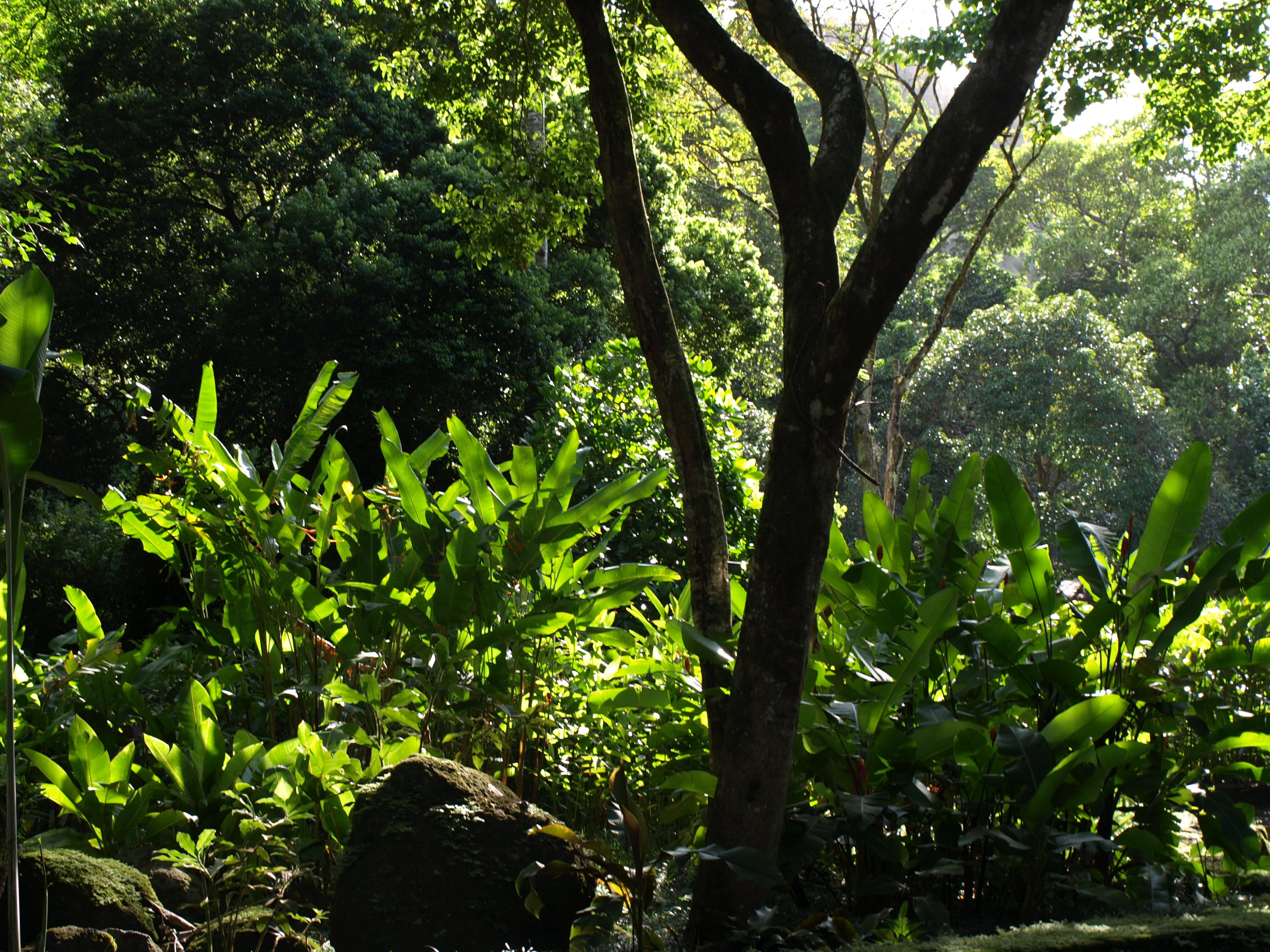 outdoors, floral, green, peaceful, Tree, leaves, growth, tranquil, paradise, landscape, organic, green Color, life, 2K, destination, no People, jungle, HD Wallpaper