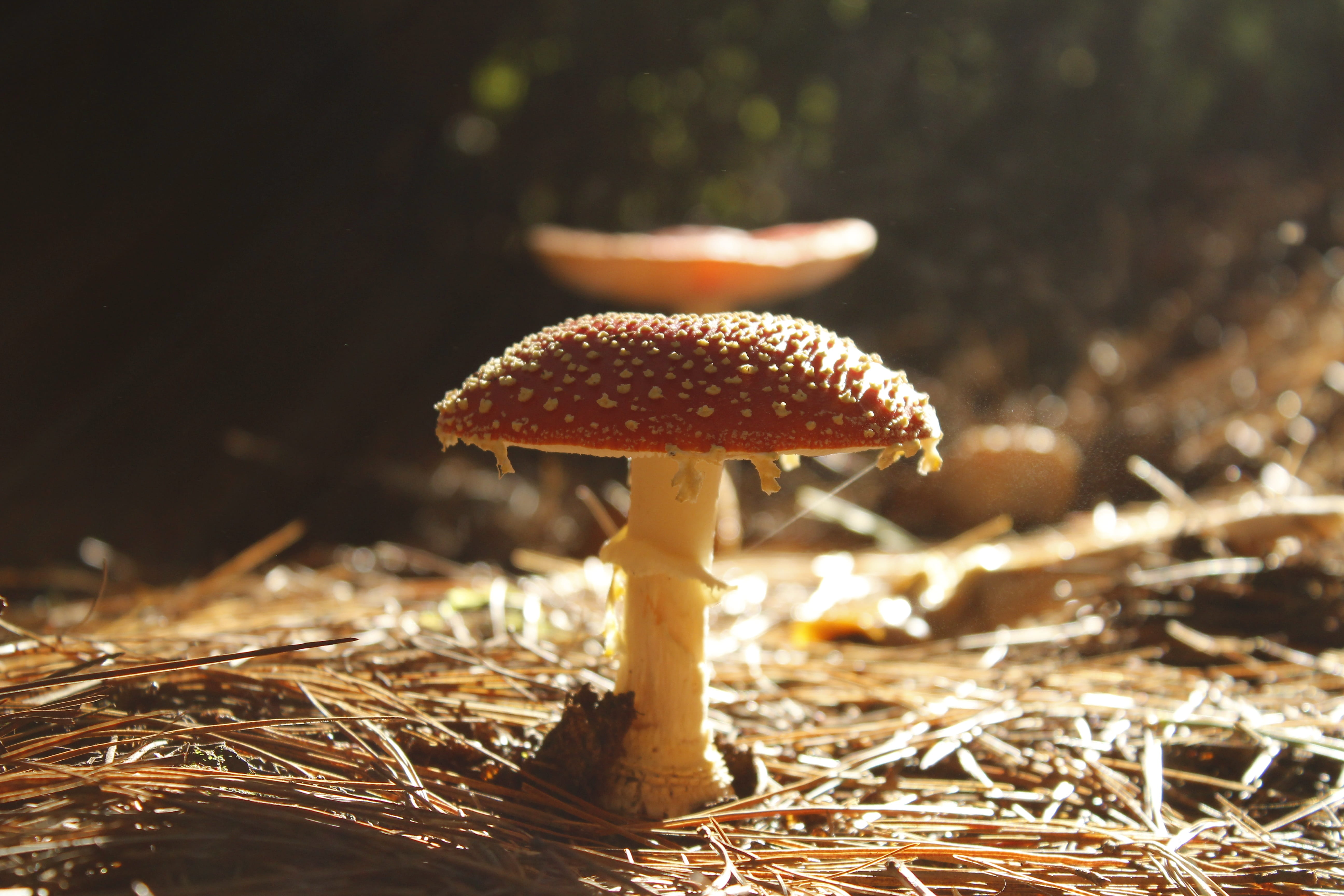 delicious, Fungus, tree, edible, season, surface level, food, growth, cap, Nature, fly agaric mushroom, toadstool, food and drink, focus on foreground, HD Wallpaper