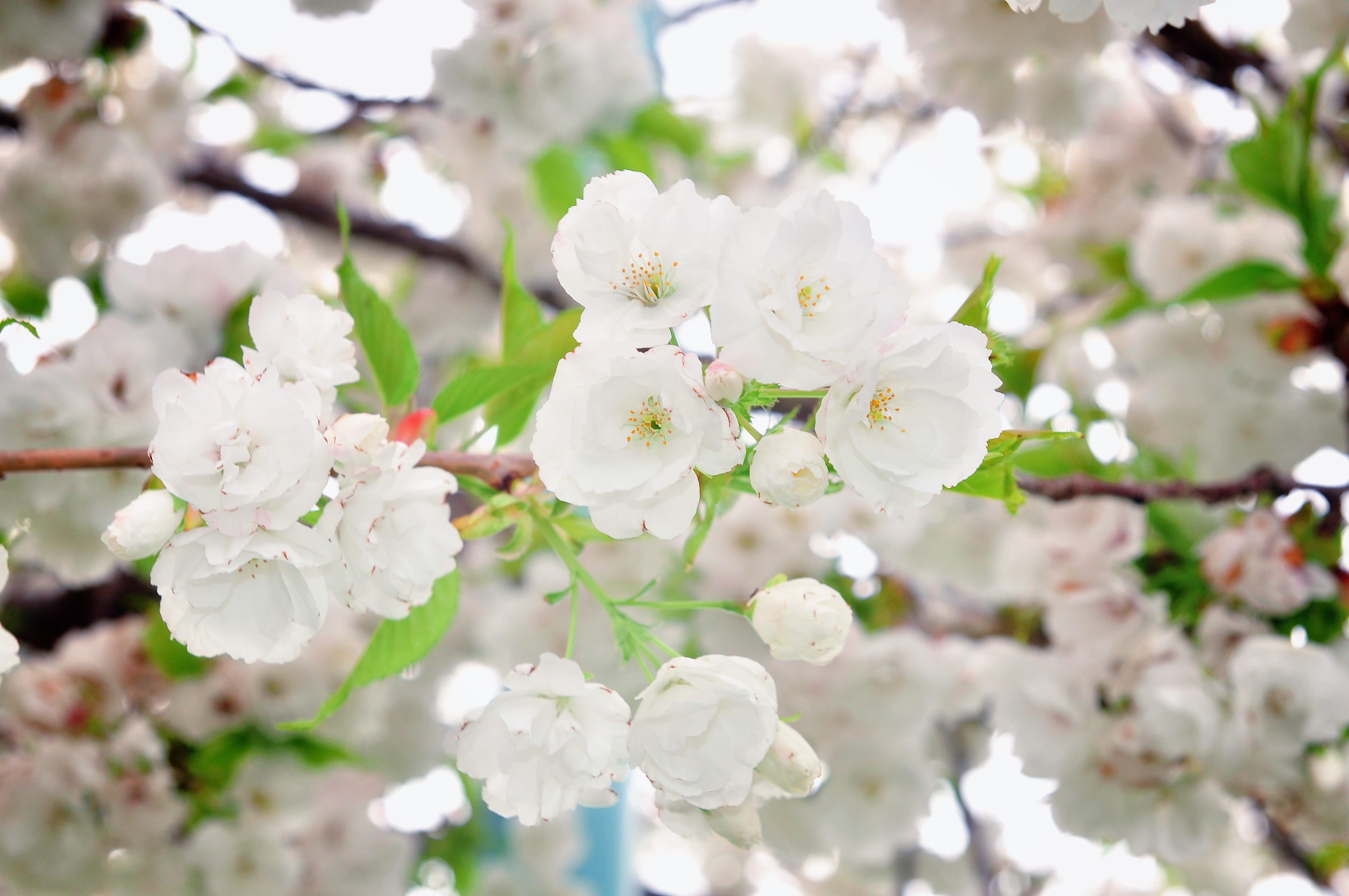 herb, colorful, flower, springtime, autumnal, tree, light, bloom, garden, green, sky, seasonal, fragility, natural, autumn, maple, eco, cherry blossom, HD Wallpaper