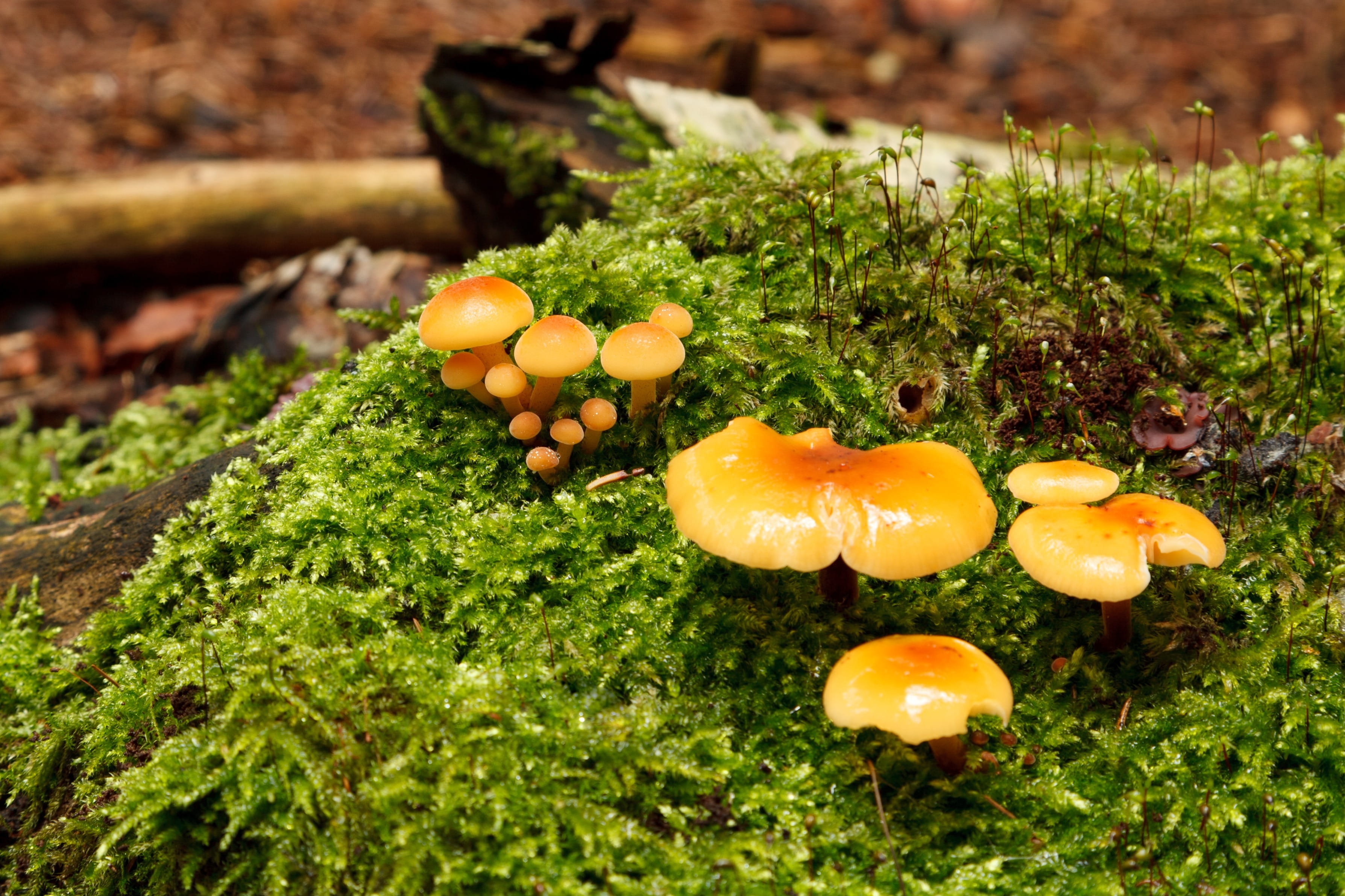 fungus, flora, healthy eating, no people, forest, mushroom, field, freshness, wet, food, herb, Cap, Autumn, food and drink, day, Botanical, wellbeing, beauty in nature, HD Wallpaper
