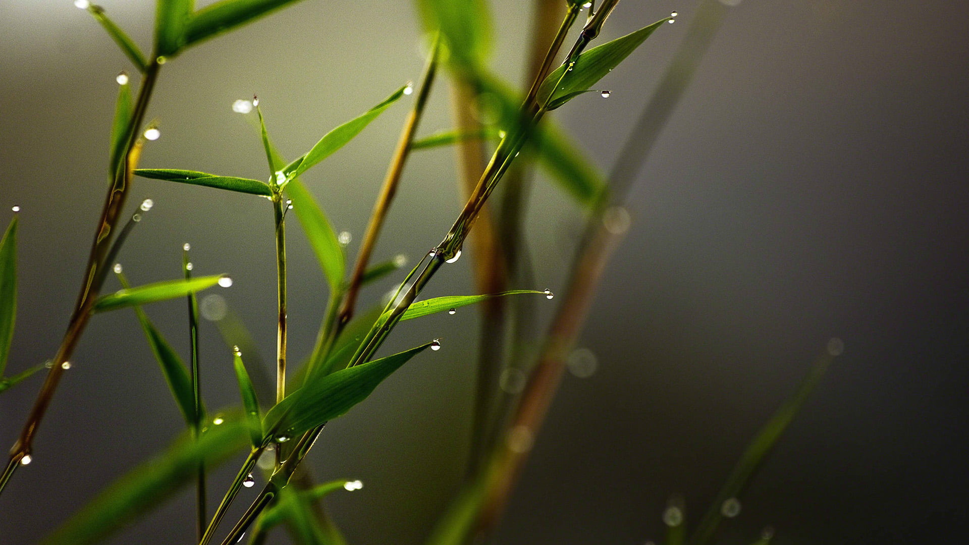 water, dew, organic, agriculture, branchlet, summer, color, beauty in nature, no people, freshness, invertebrate, stalk, day, environment, plant, arthropod, HD Wallpaper