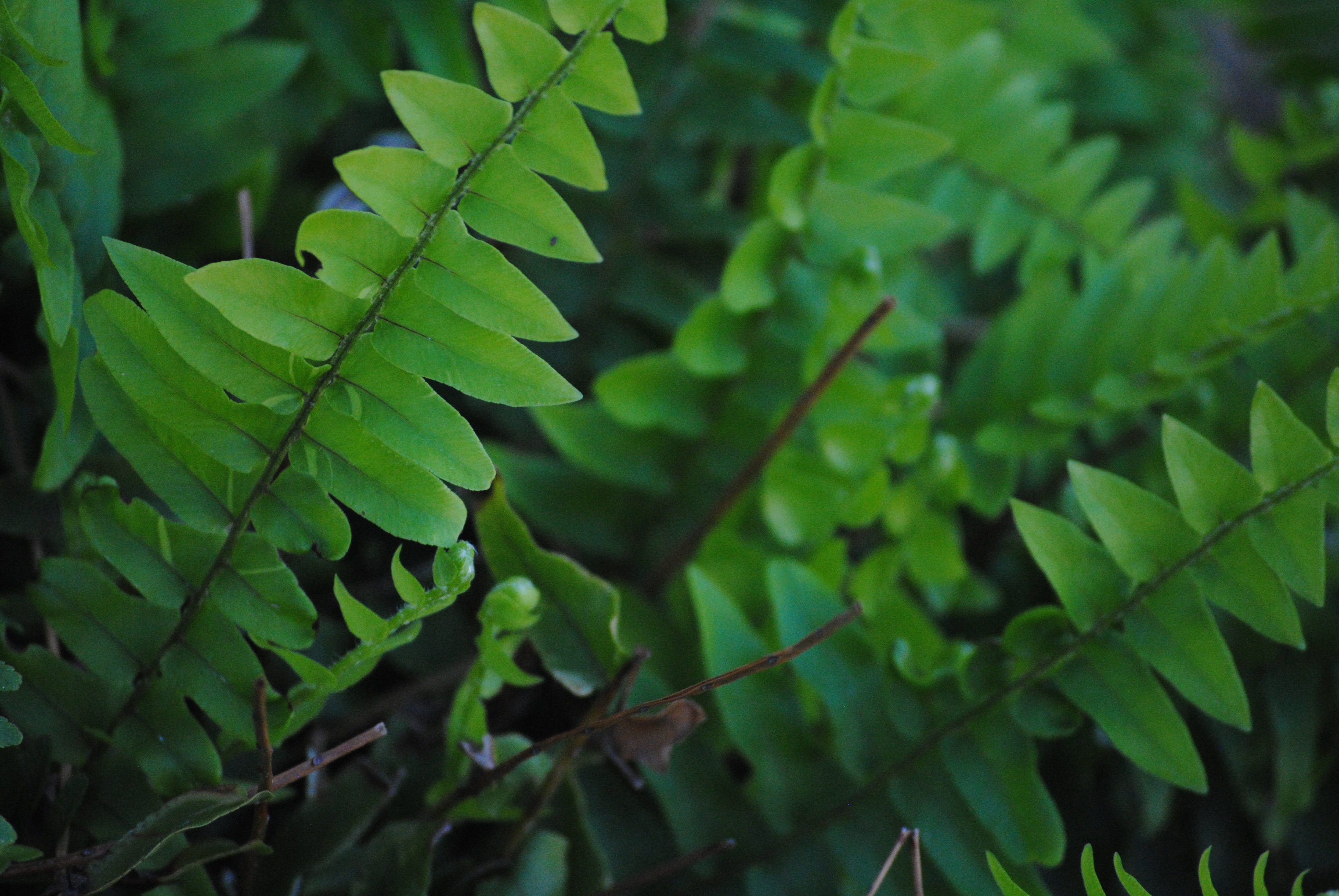 leaf vein, life, plant part, full frame, day, botany, plant, flower, focus on foreground, decoration, Leaf, selective focus, backgrounds, floral, macro, HD Wallpaper