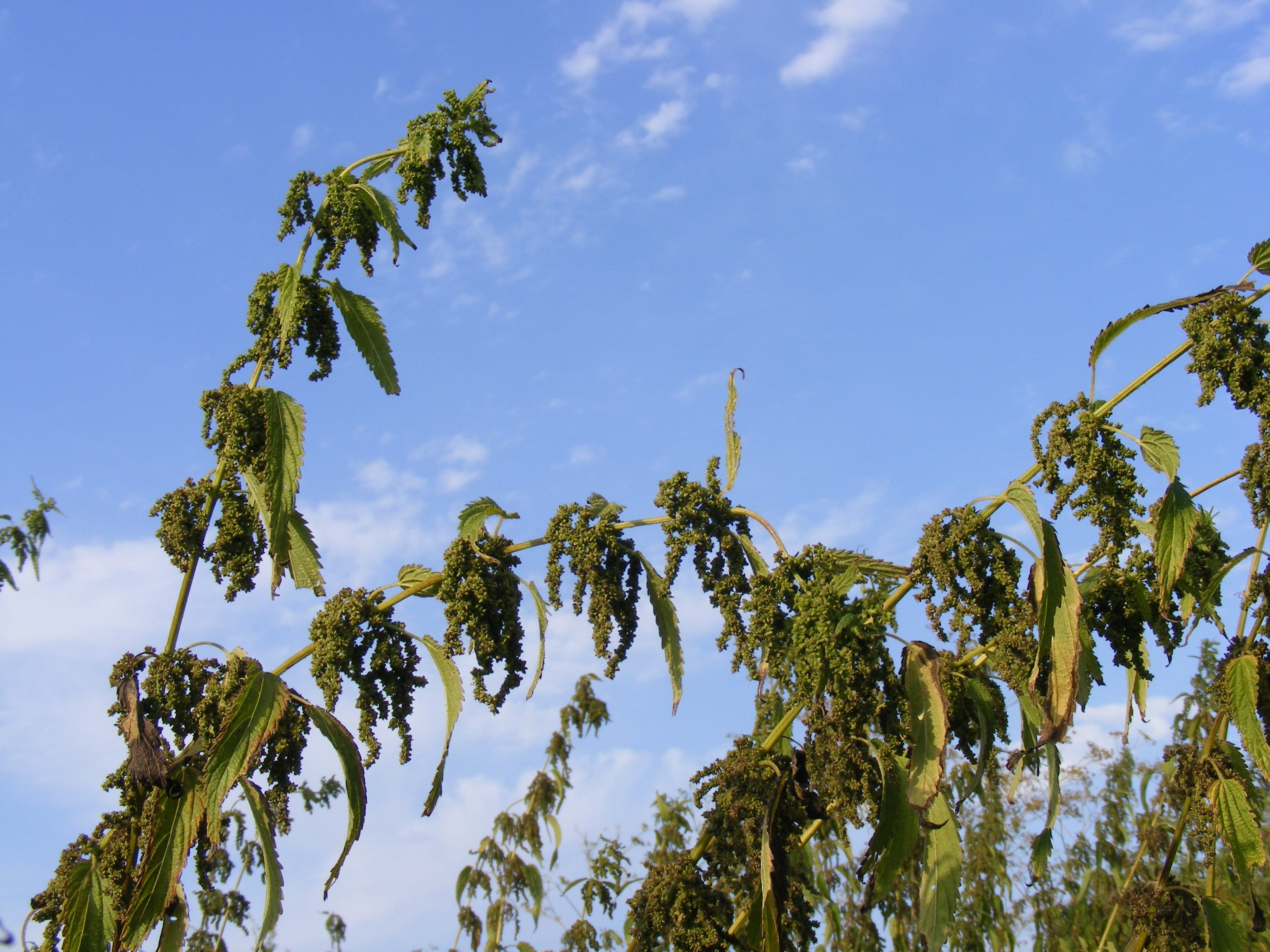 Plants, plant part, low angle view, sky, photosynthesis, purity, plant, tree, Ripe, environment, wild, wildlife, blue, nature, botanic, outdoors, organic, HD Wallpaper