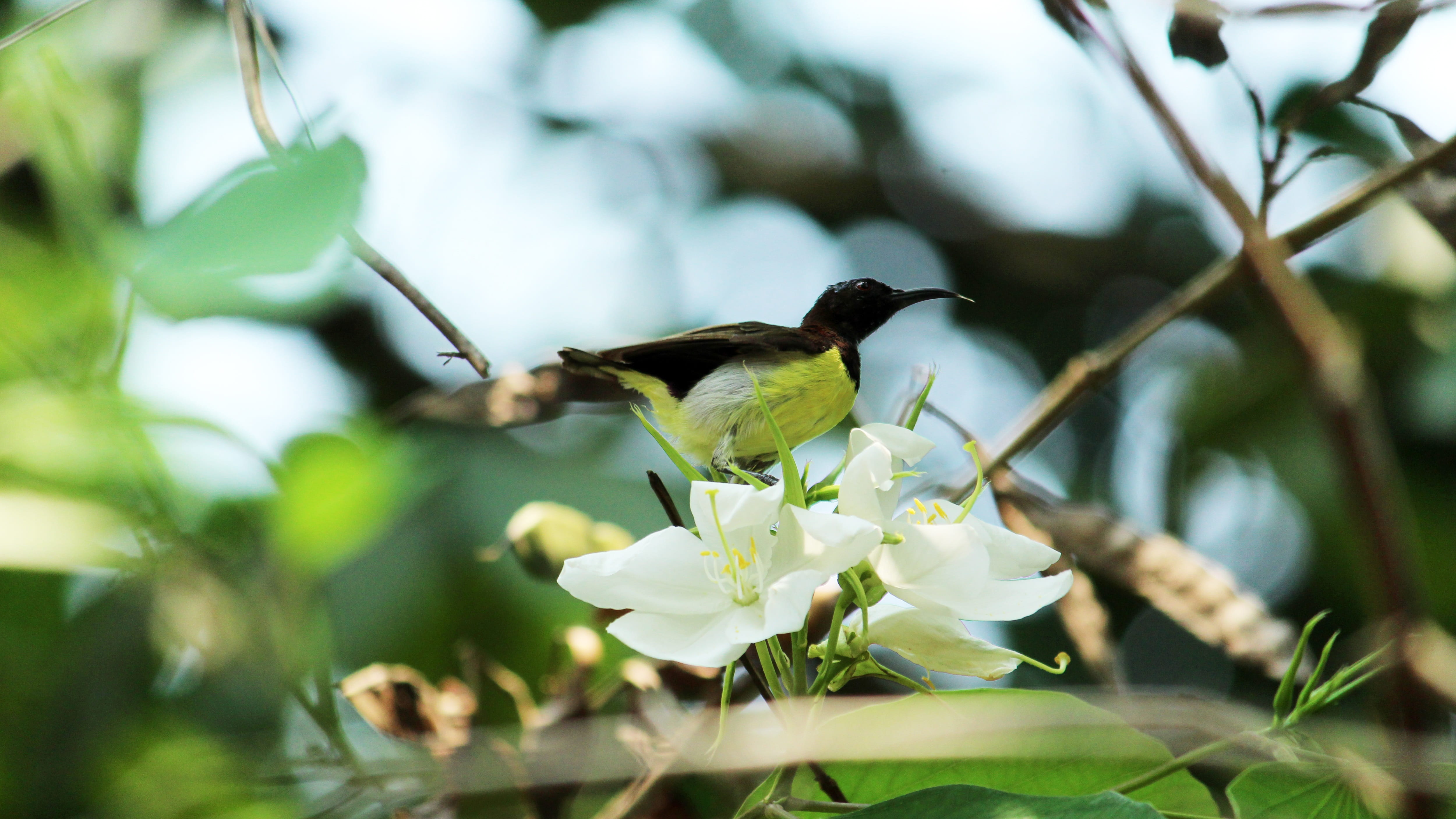 wild, plant part, pollination, closeup, avian, feather, animal, forest, one animal, fragility, tree, green, garden, park, sunny, flora, colorful, animals in the wild, HD Wallpaper