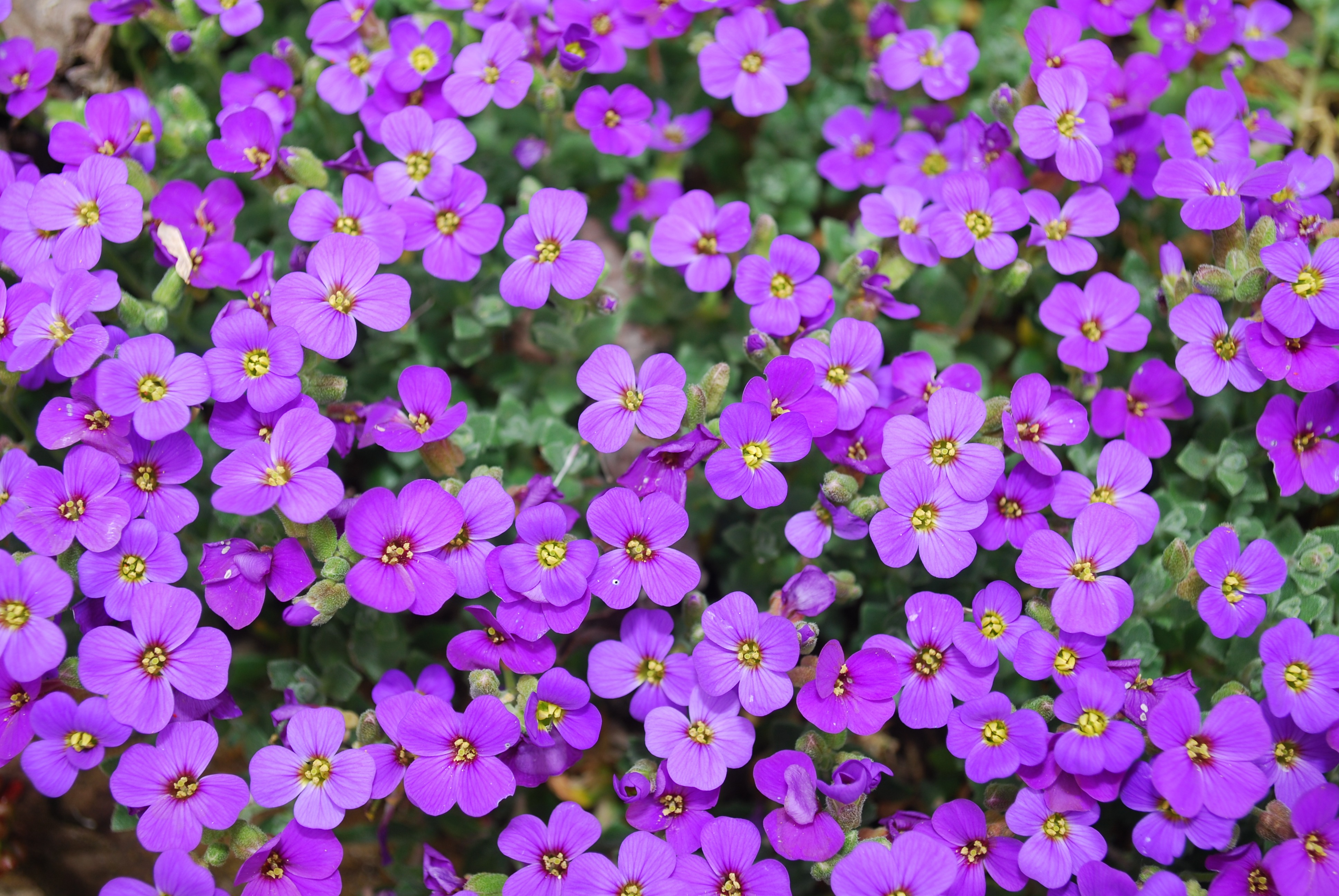 earth, vulnerability, close-up, environment, peace, field, stem, aromatherapy, abundance, natural, vivid, backgrounds, idyllic, summer, biology, bunch of flowers, HD Wallpaper