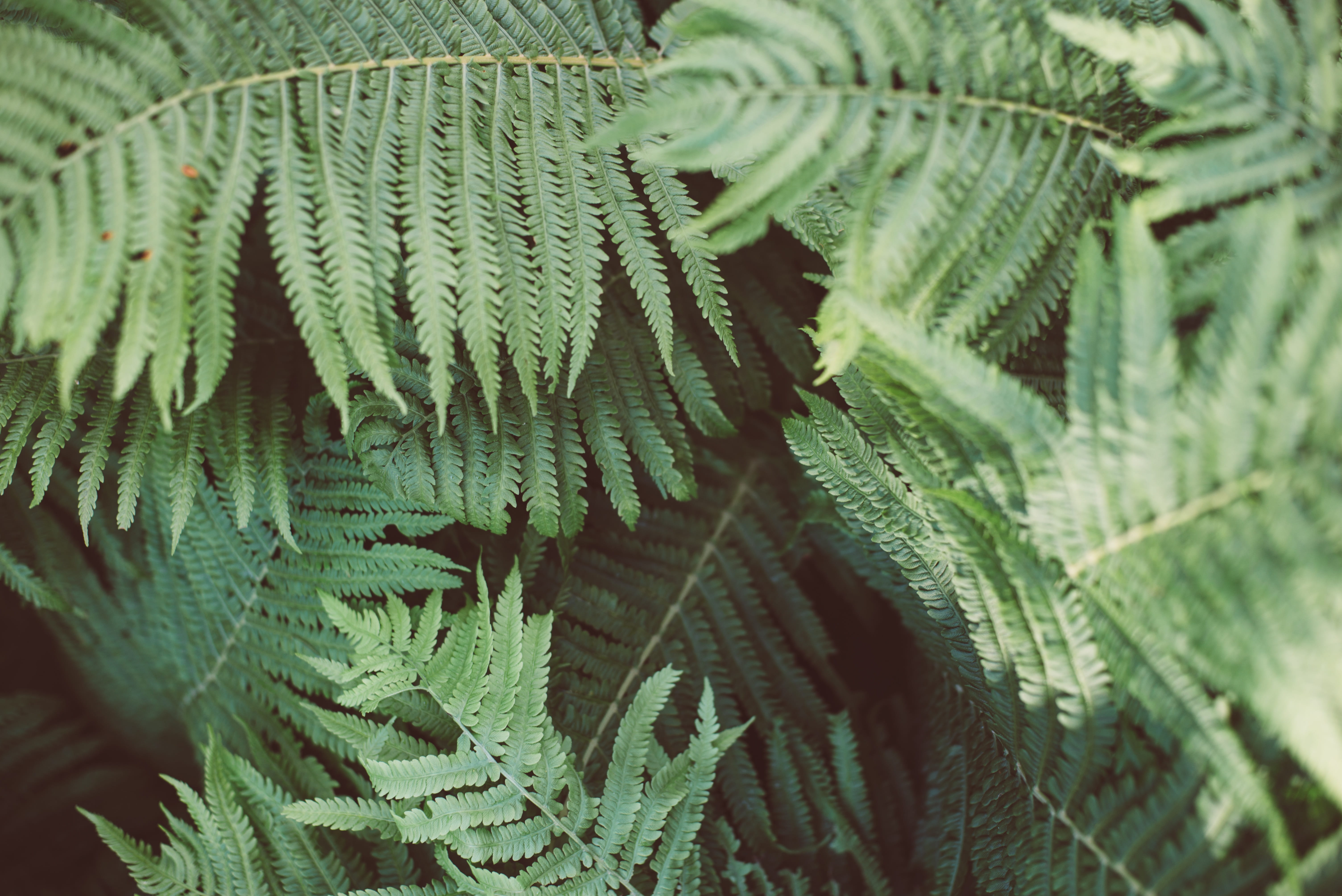 focus on foreground, life, natural pattern, flora, plant, botany, spring, fragility, palm leaf, forest, botanical, growth, pattern, garden, lush, natural, HD Wallpaper