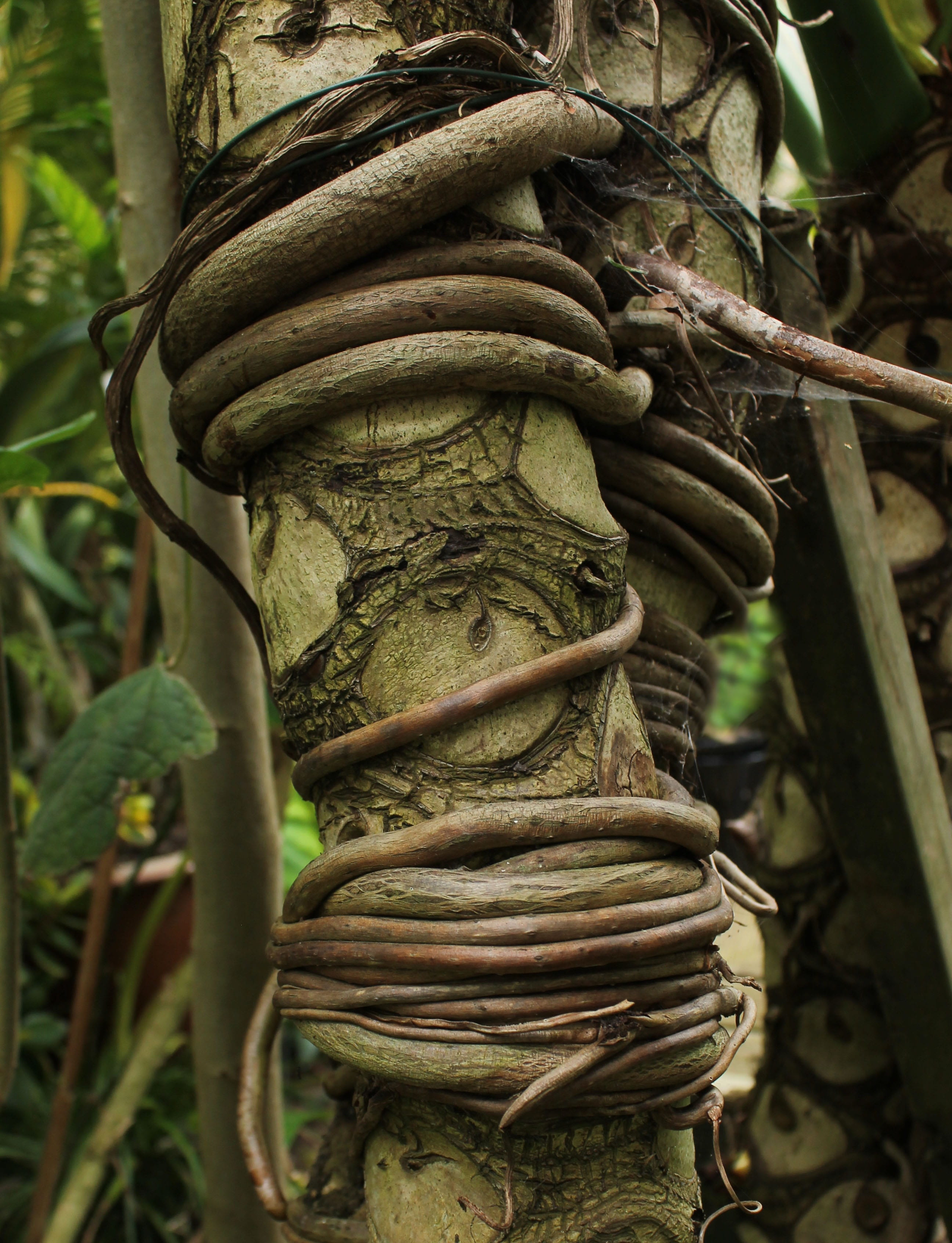 tree roots, intertwined, 2K, shape, trunk, trees, landscape, grow, outdoors, vines, decoration, destination, wild, spring, tranquility, jungle, symbol, Phone HD Wallpaper