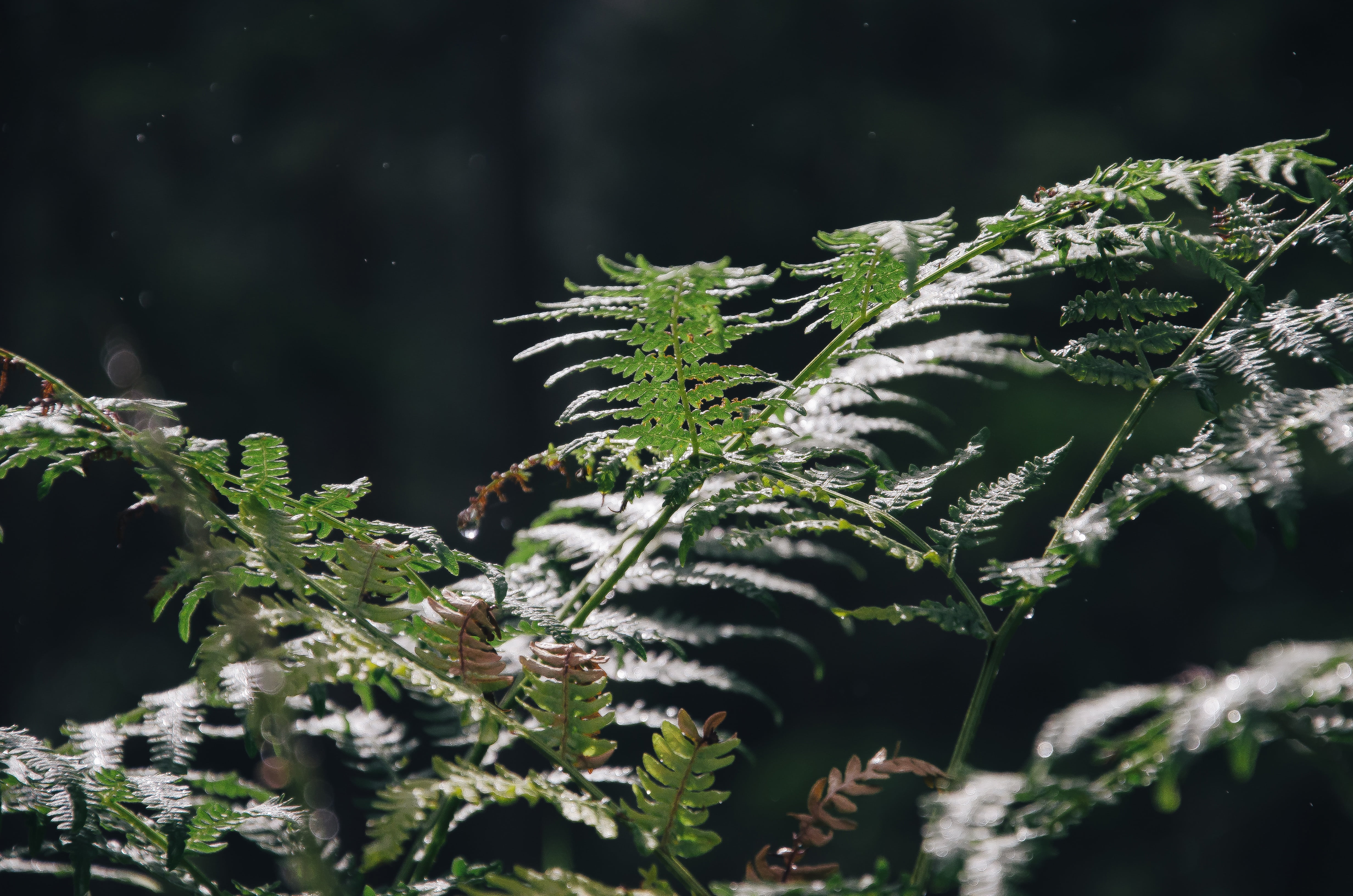 outdoors, snow, organic, lichen, flora, close-up, day, christmas, frost, plants, wild, selective focus, coniferous tree, rainforest, branch, winter, leaves, HD Wallpaper