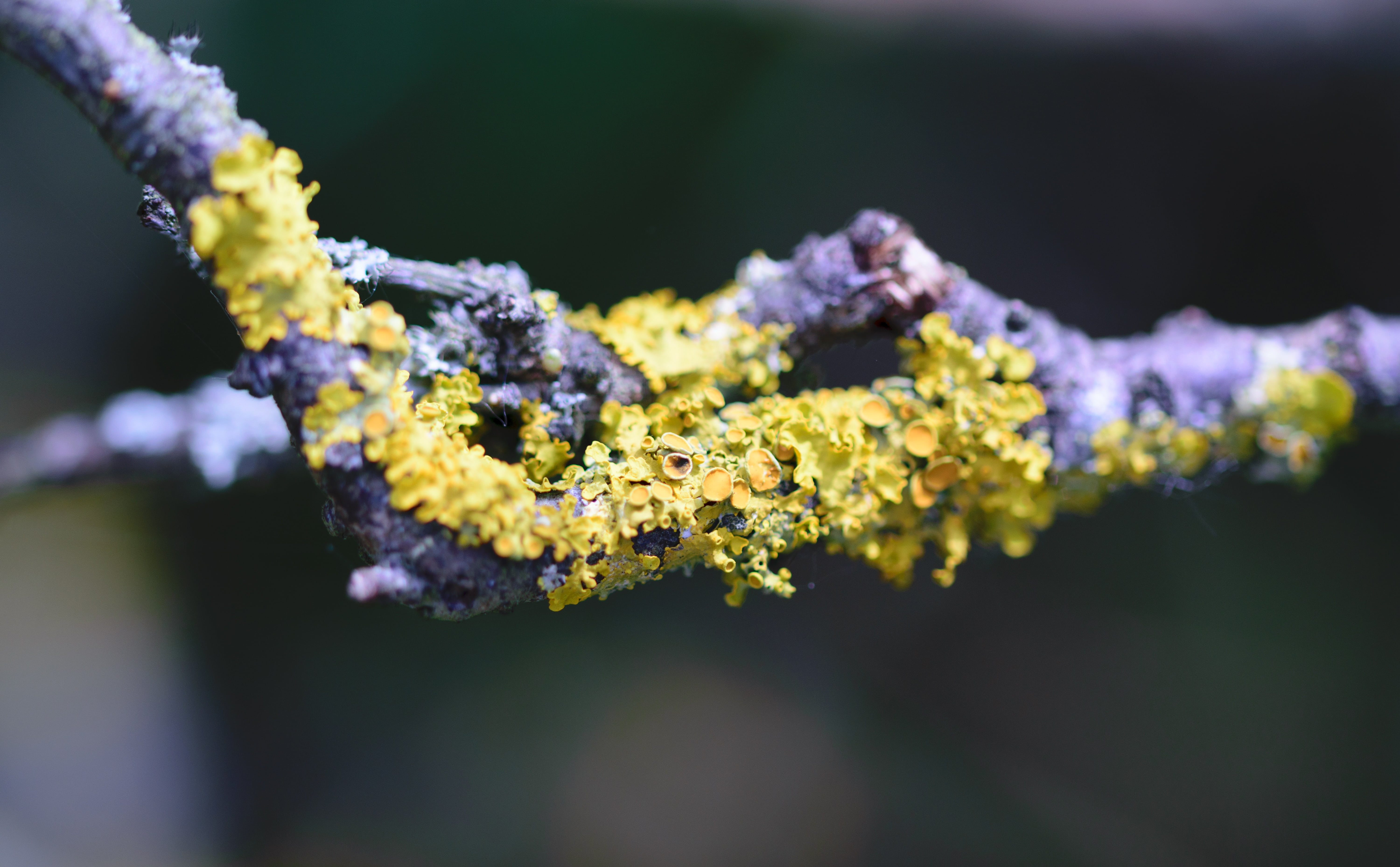 close-up, parietina, background, no people, lichen, organic, tree, beauty in nature, beautiful, grain, landscape, old, life-size, botany, medical cannabis, HD Wallpaper