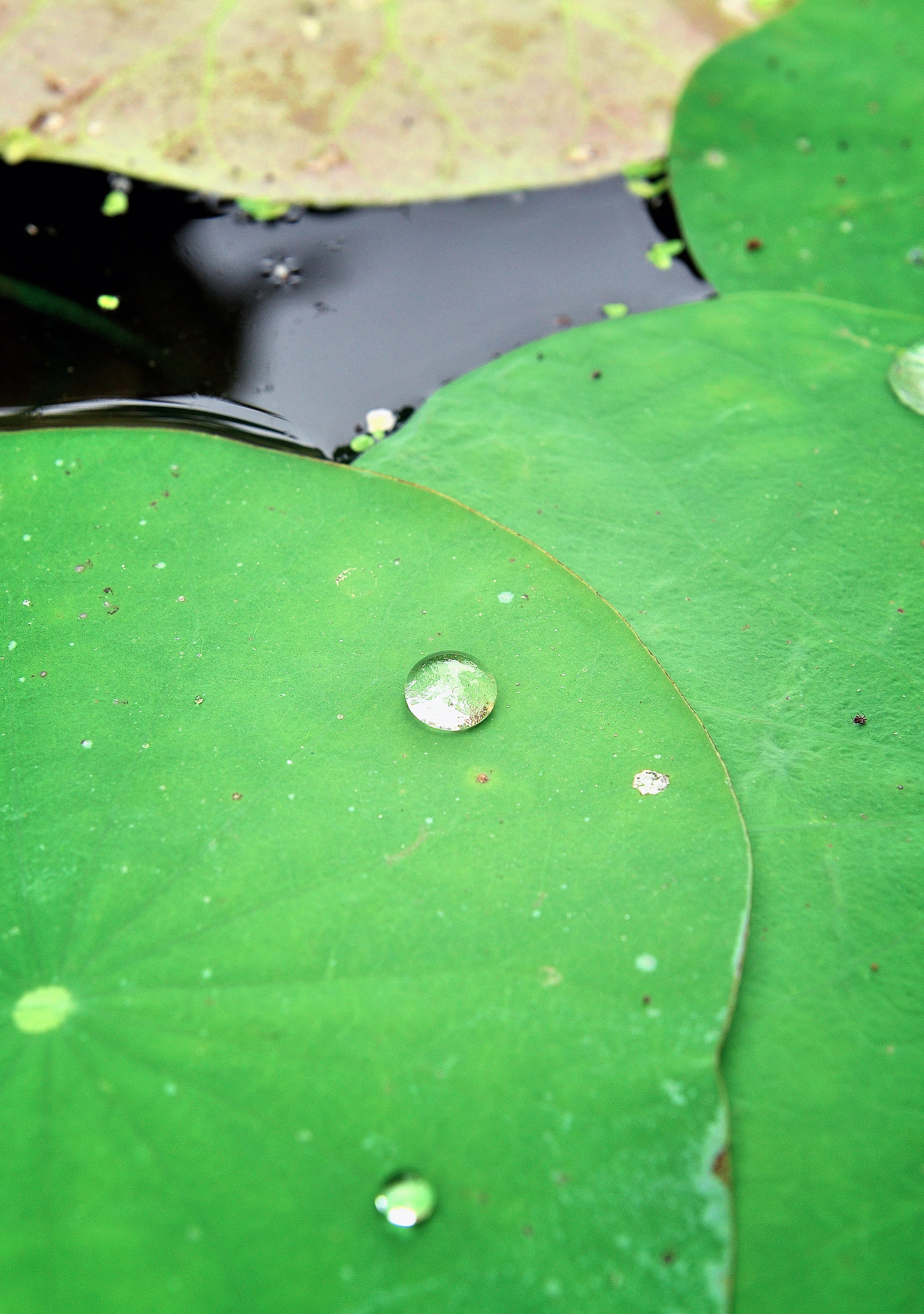 east, landscape, sunset, leaves, landmark, beauty in nature, lotus, close-up, cityscape, growth, skyline, raindrop, natural, floating, pond, waterlily, Phone HD Wallpaper