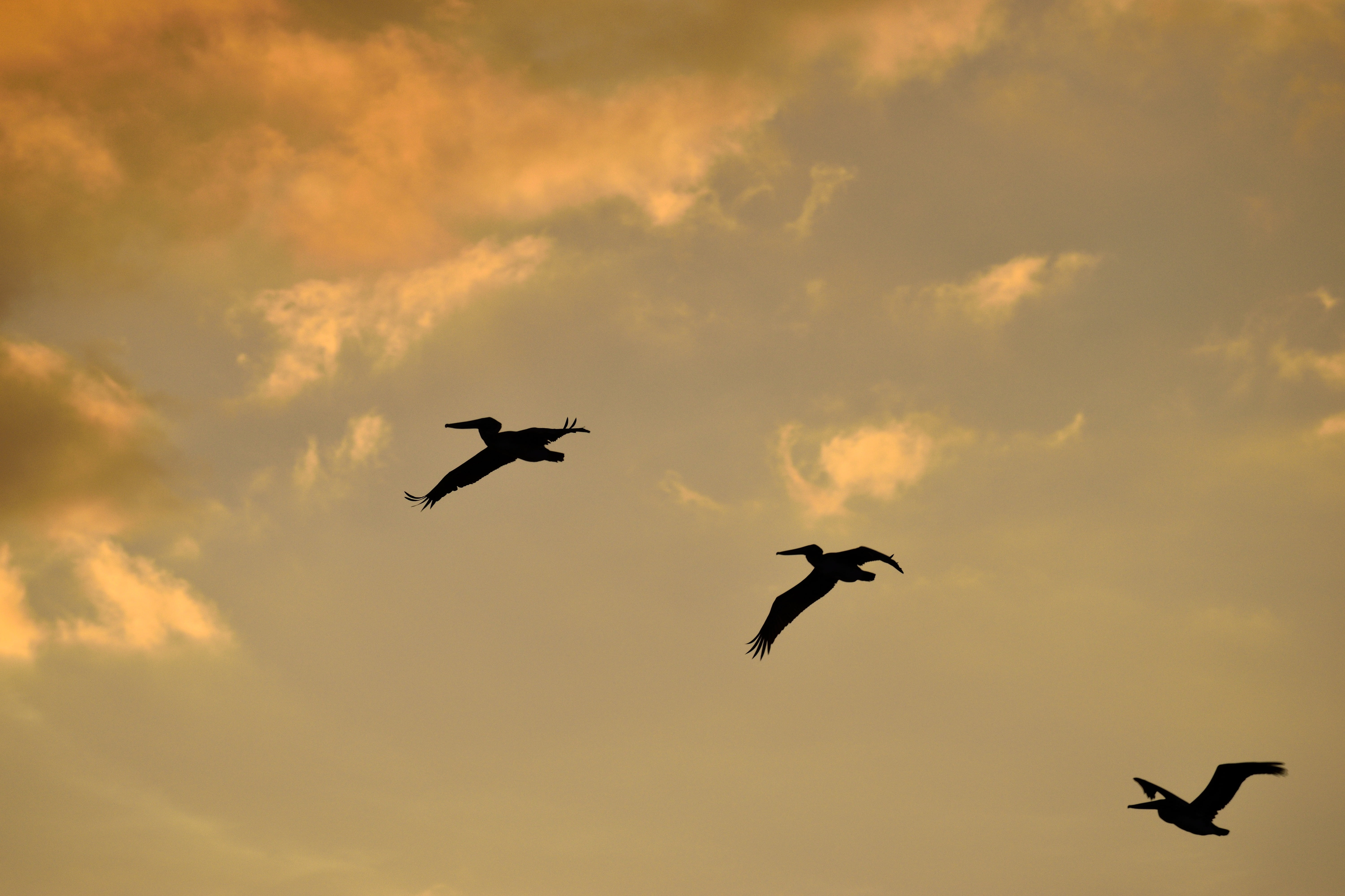 pelicans flying, animal, dusk, water, florida, vertebrate, motion, colorful, 5K, cloud - sky, evening, beauty in nature, landscape, river, spread wings, HD Wallpaper