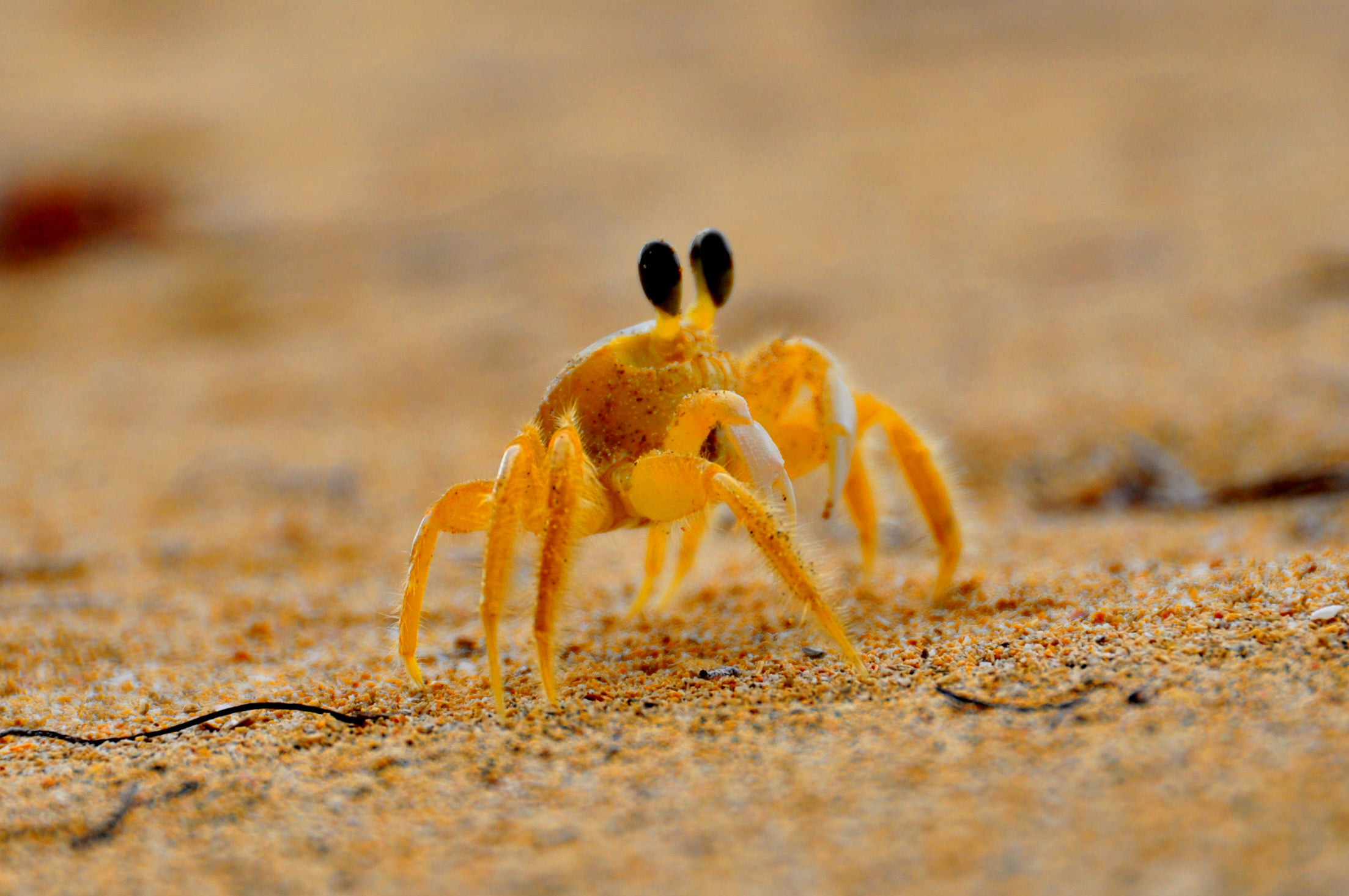 sea, 1080P, beach, animal, hermit Crab, crustacean, coastline, wild  life, bocas, puerto Rico, beach  sand, animal Leg, animal Shell, nikon  d90, nature, HD Wallpaper