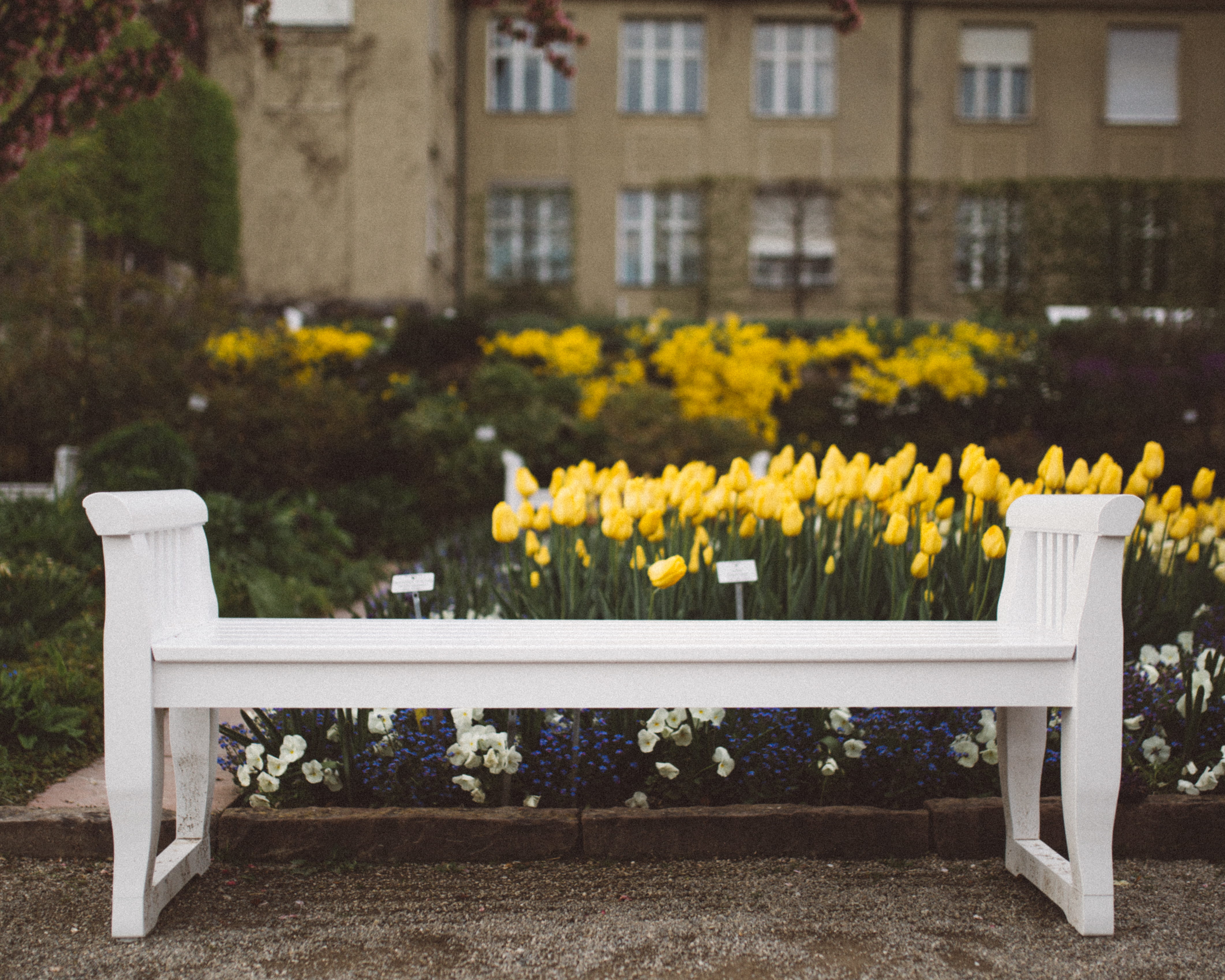 flower, absence, wood - material, built structure, vulnerability, beauty in nature, growth, green Color, flowering plant, flowerbed, empty, green leaves, HD Wallpaper
