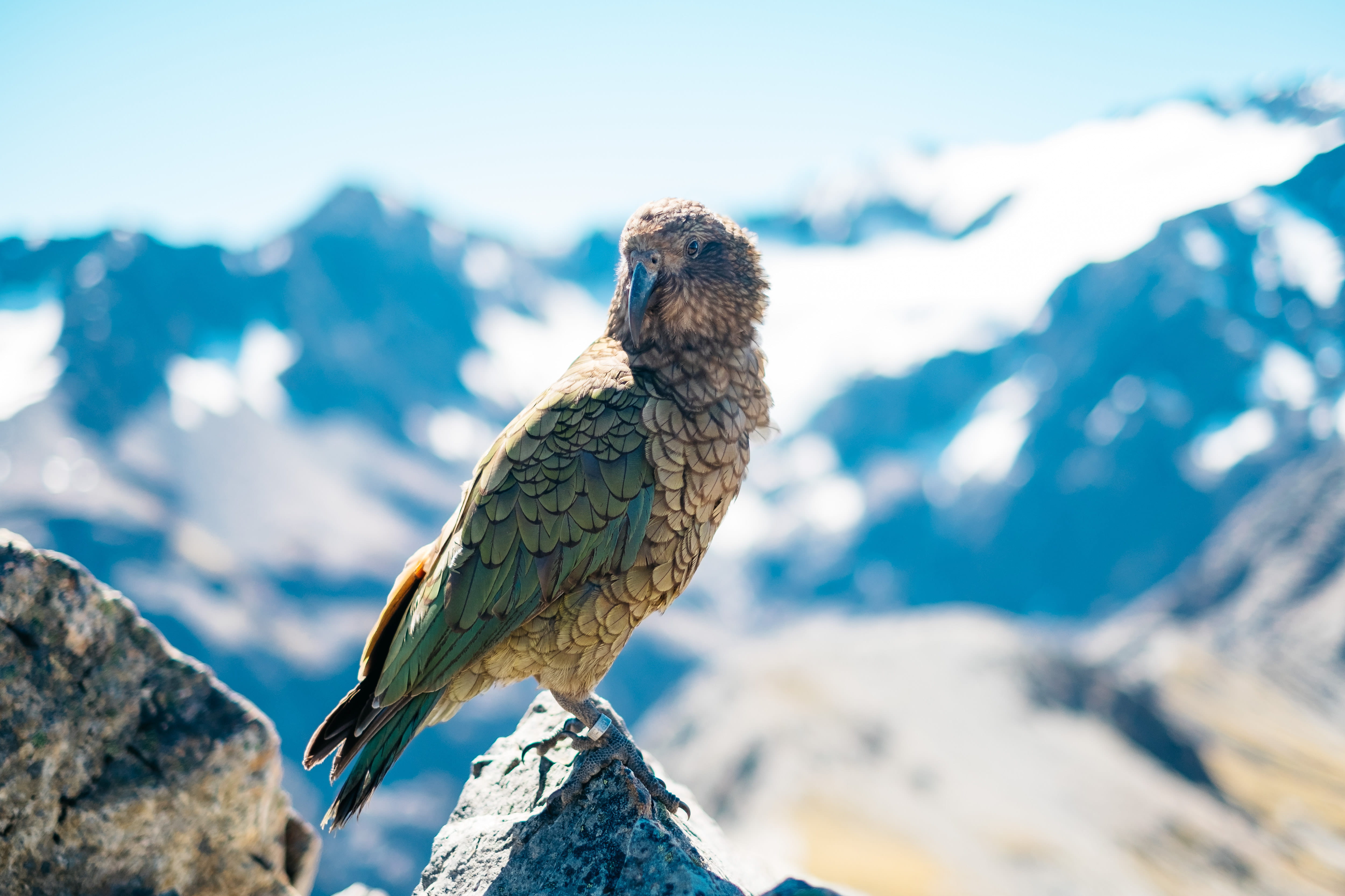 closeup, animal themes, green, beak, bird, focus on foreground, one animal, animal, wildlife, Wild, perching, focus, shallow, daytime, vertebrate, solid, HD Wallpaper