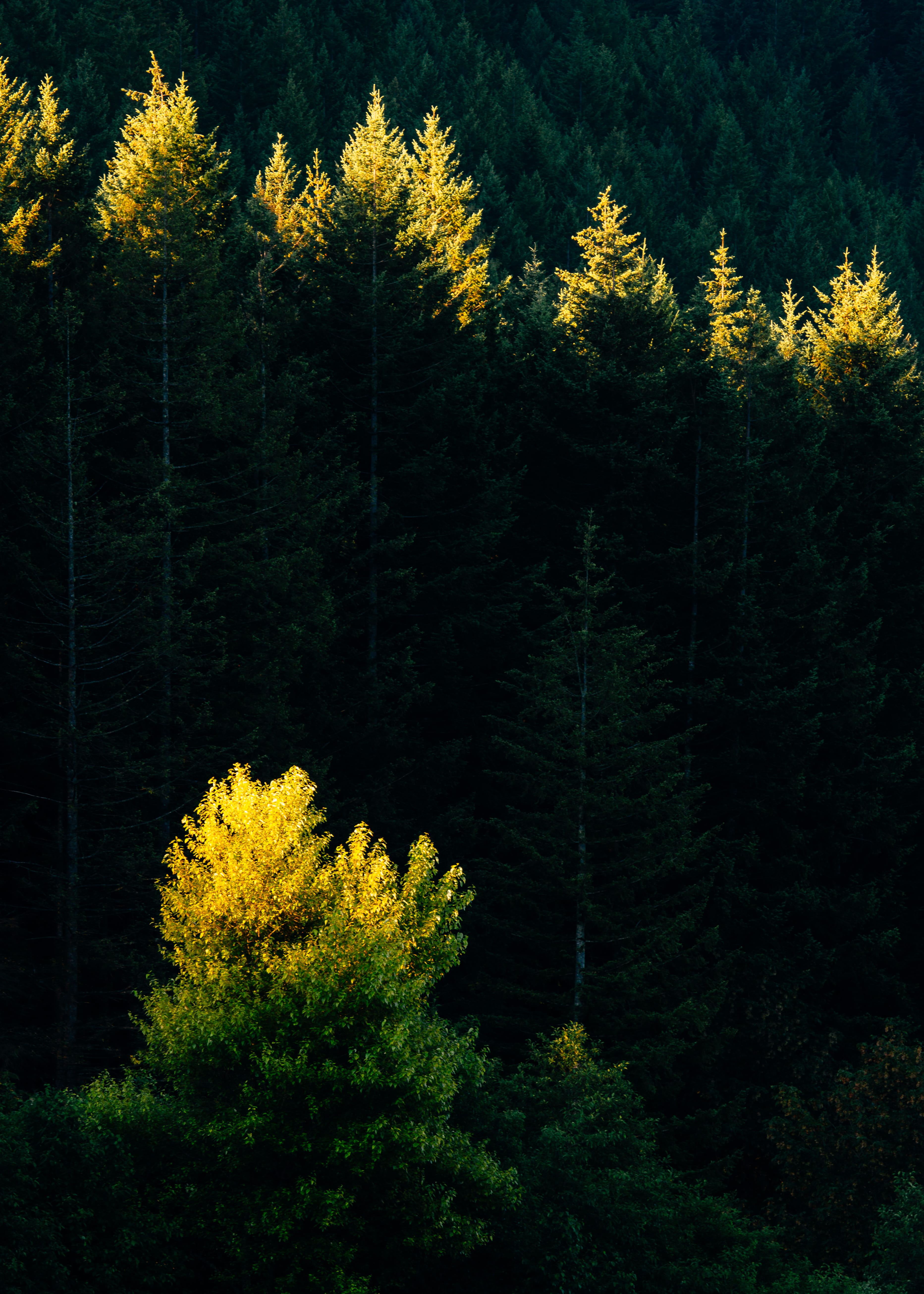 plant, no person, coniferous Tree, pine Tree, beauty In Nature, green, sky, wood, daytime, outdoors, 5K, woodland, tree, pnw, environment, light, blue, Phone HD Wallpaper