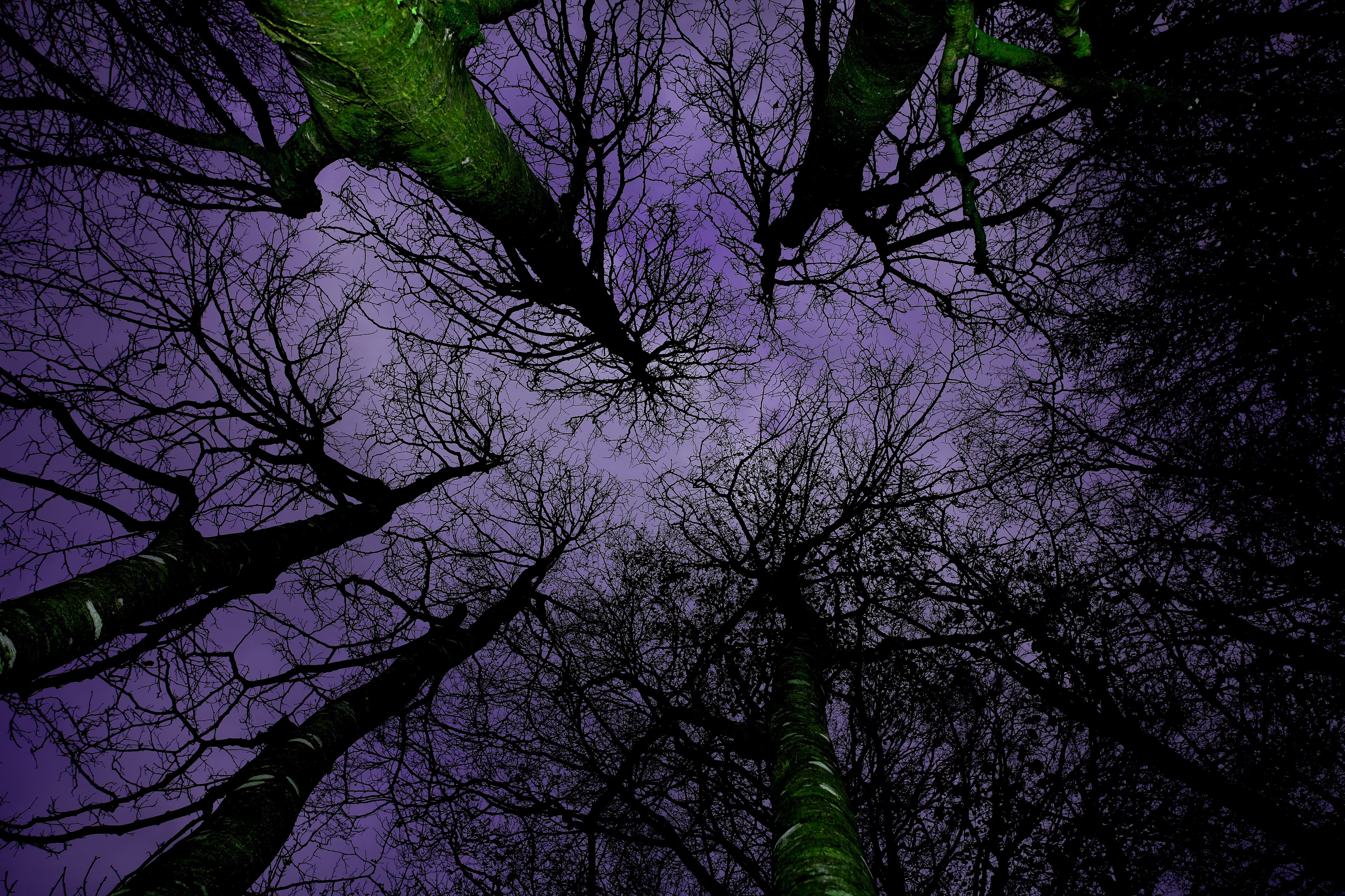 branches, green, bare tree, autumn, forest, tranquil scene, outdoors, no people, sky, light, dark, canopy, plant, landscape, tranquility, trees, dusk, tree trunk, HD Wallpaper