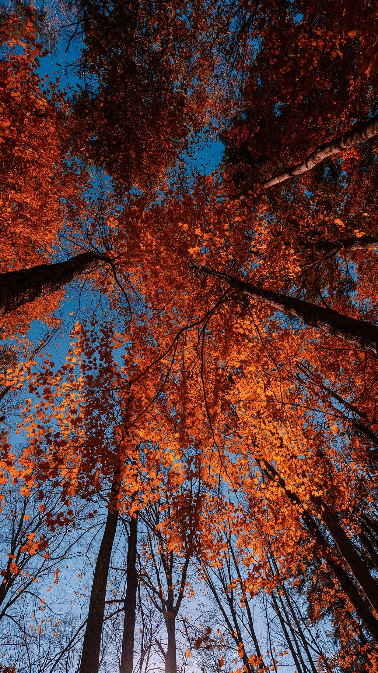 tranquility, outdoors, nature, blue, leaves, landscape, tree, no people, low angle view, directly below, leaf, land, autumn, plant, plant part, trees, sky, Phone HD Wallpaper
