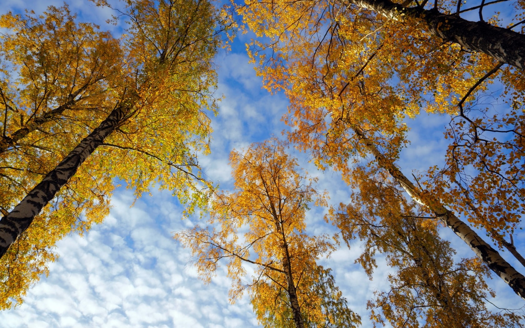 branch, fall, nature, worms eye view, leaf, directly below, 720P, cloud - sky, tree trunk, beauty in nature, no people, trunk, growth, autumn, tree canopy, HD Wallpaper
