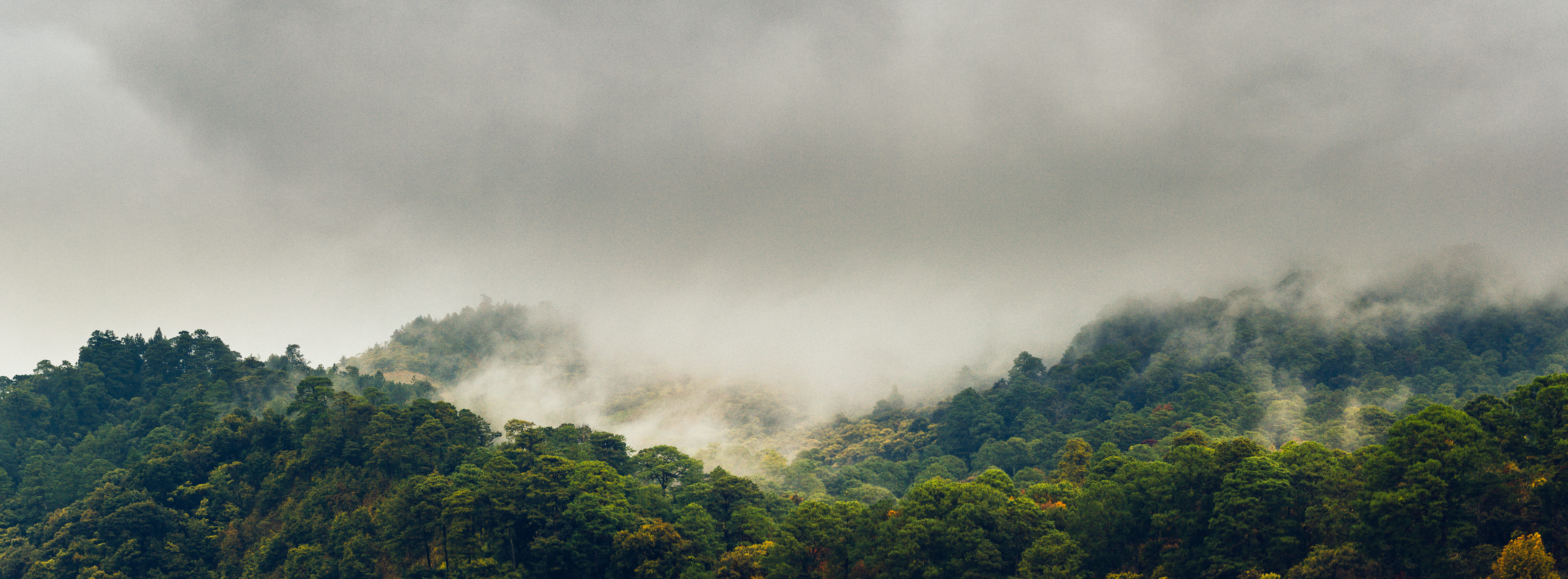 tranquility, chiapas, mexico, coniferous tree, lush foliage, woodland, pine woodland, tree, treetop, sky, land, beauty in nature, non-urban scene, plant, HD Wallpaper