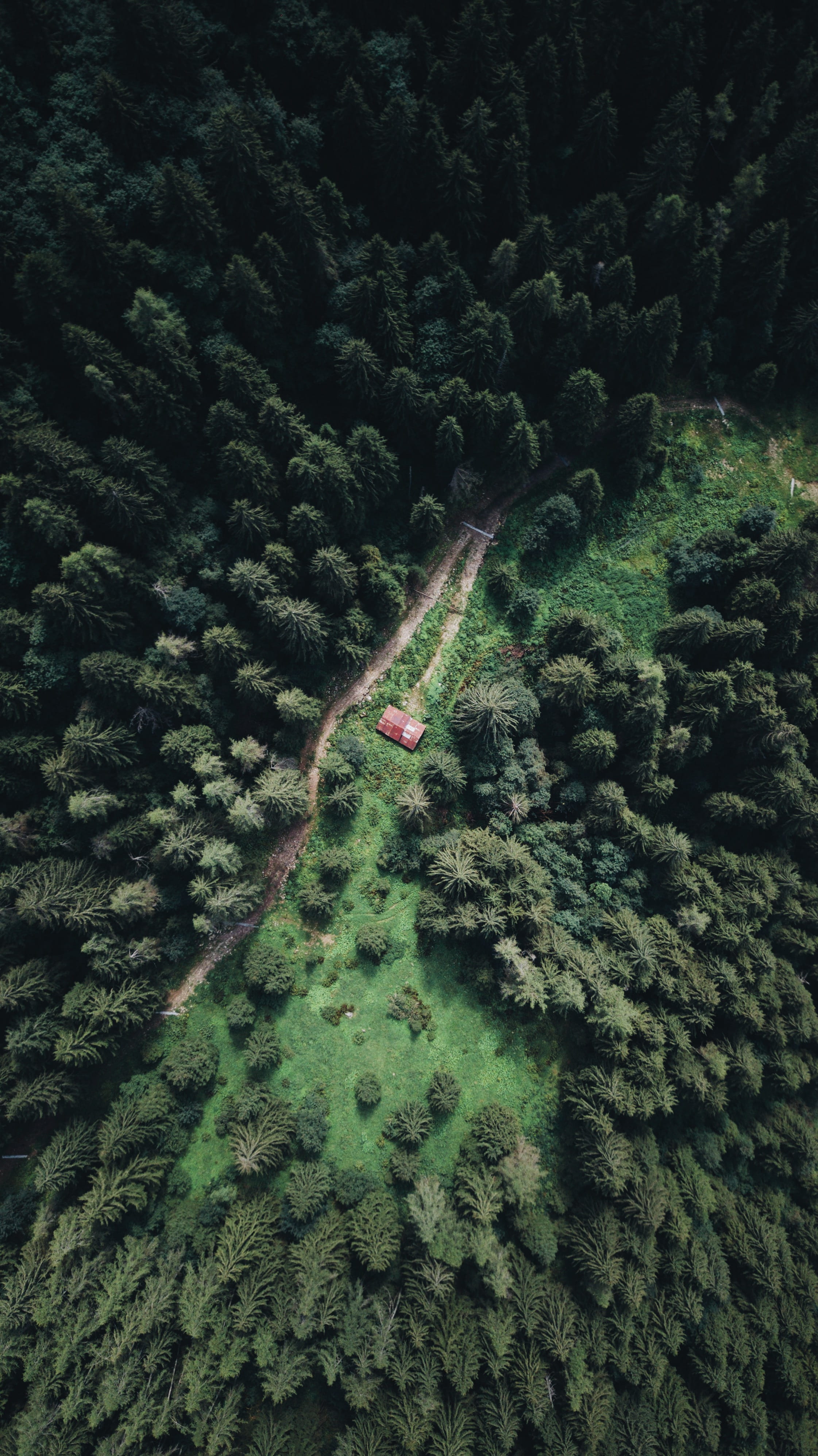 forest, rural Scene, photo, track, offroad, solitary, tree, cabin, 4K, environment, beauty In Nature, no People, treetop, nature, dirt road, rural, aerial, Phone HD Wallpaper