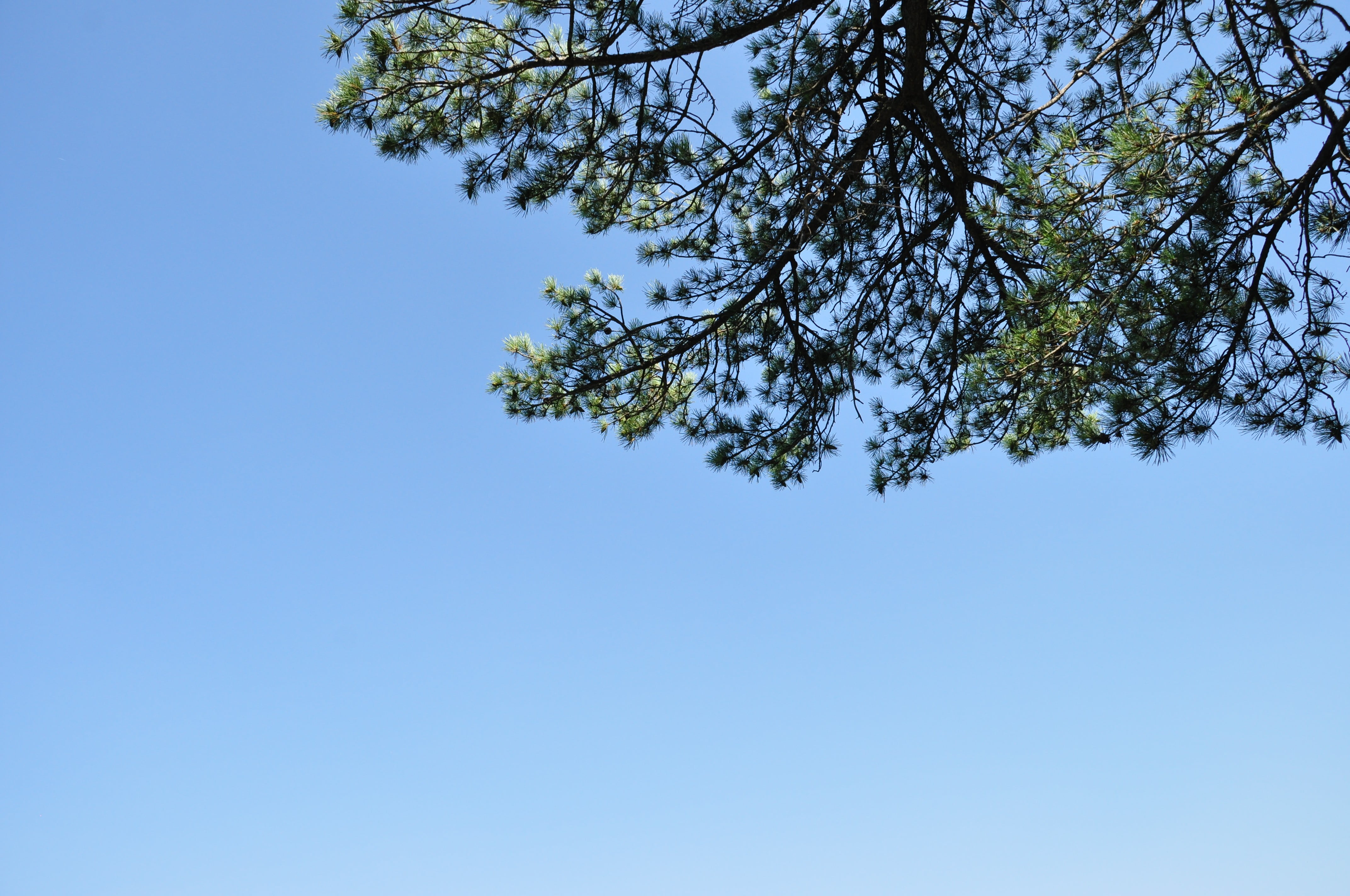 tree canopy, growth, scenics - nature, nature, beauty in nature, plant, treetop, clear sky, low angle view, sky, 4K, tranquil scene, white color, branch, HD Wallpaper
