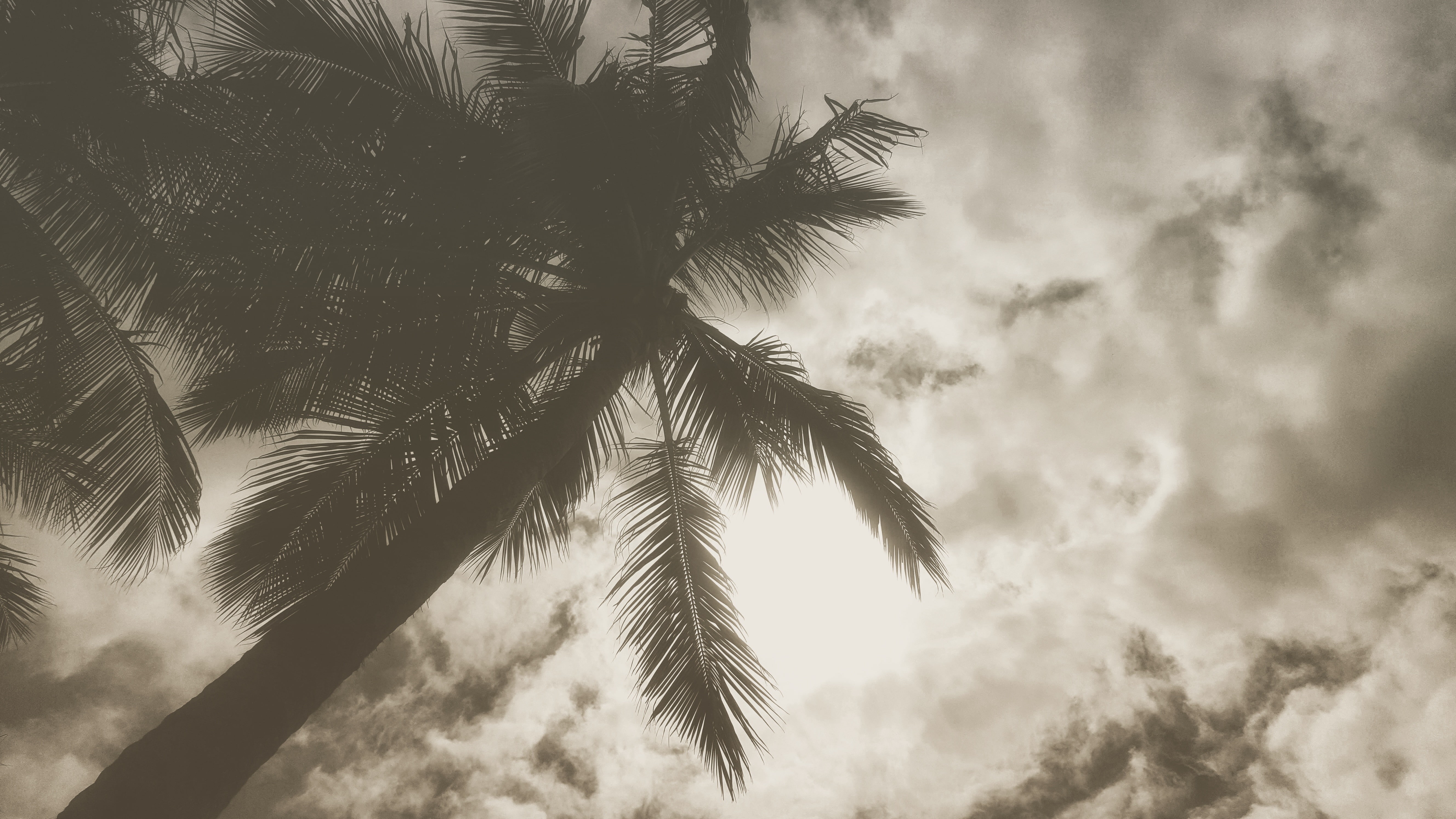 clouds, plant, branch, cloud - sky, trees, growth, forest, tropical tree, no people, scenics - nature, beauty in nature, palm trees, leaf, coconut palm tree, HD Wallpaper