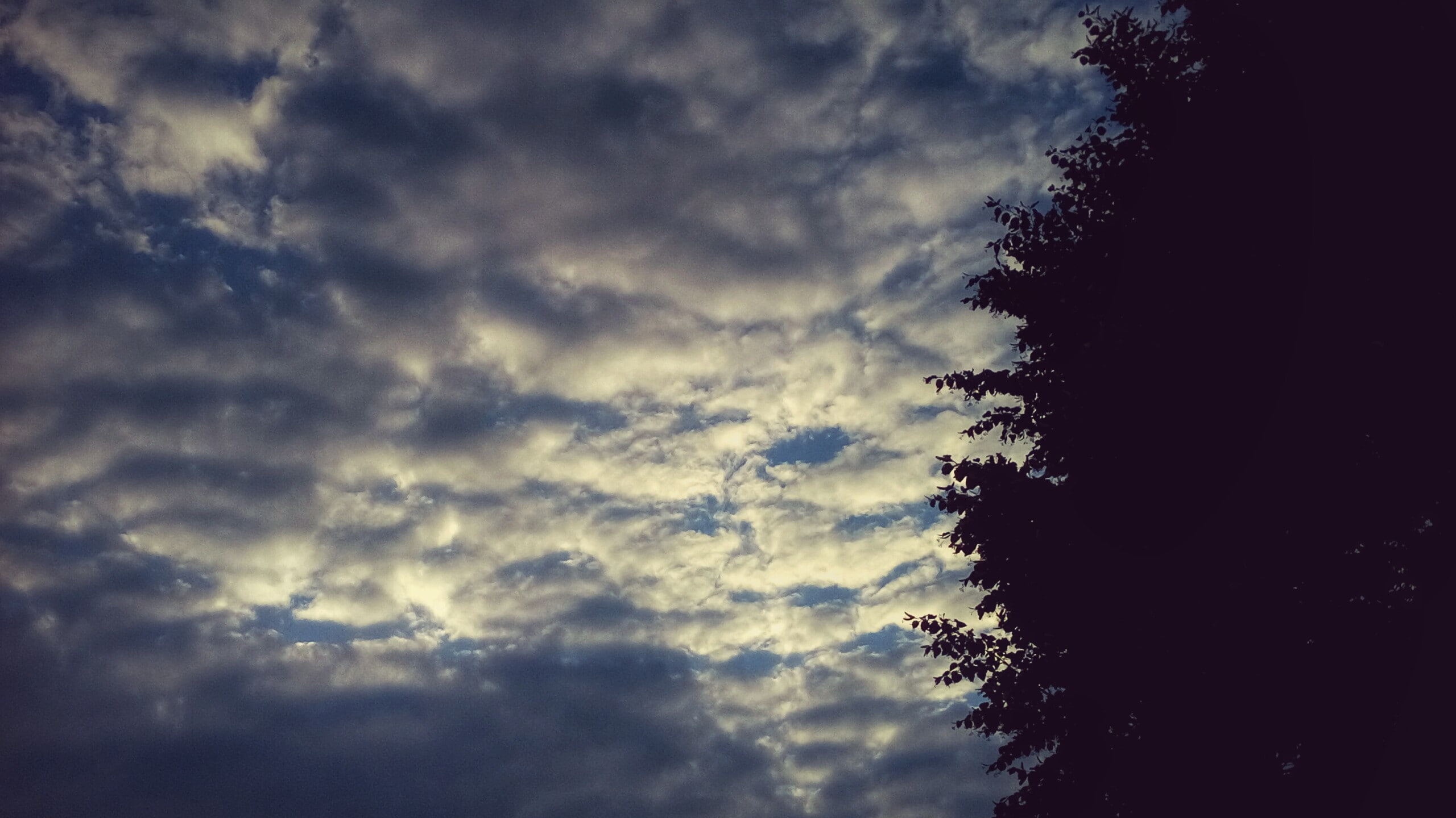 dramatic sky, tree, tranquil scene, low angle view, storm, coniferous tree, plant, nature, treetop, cloud - sky, sky, trees, no people, sunset, 2K, scenics - nature, HD Wallpaper