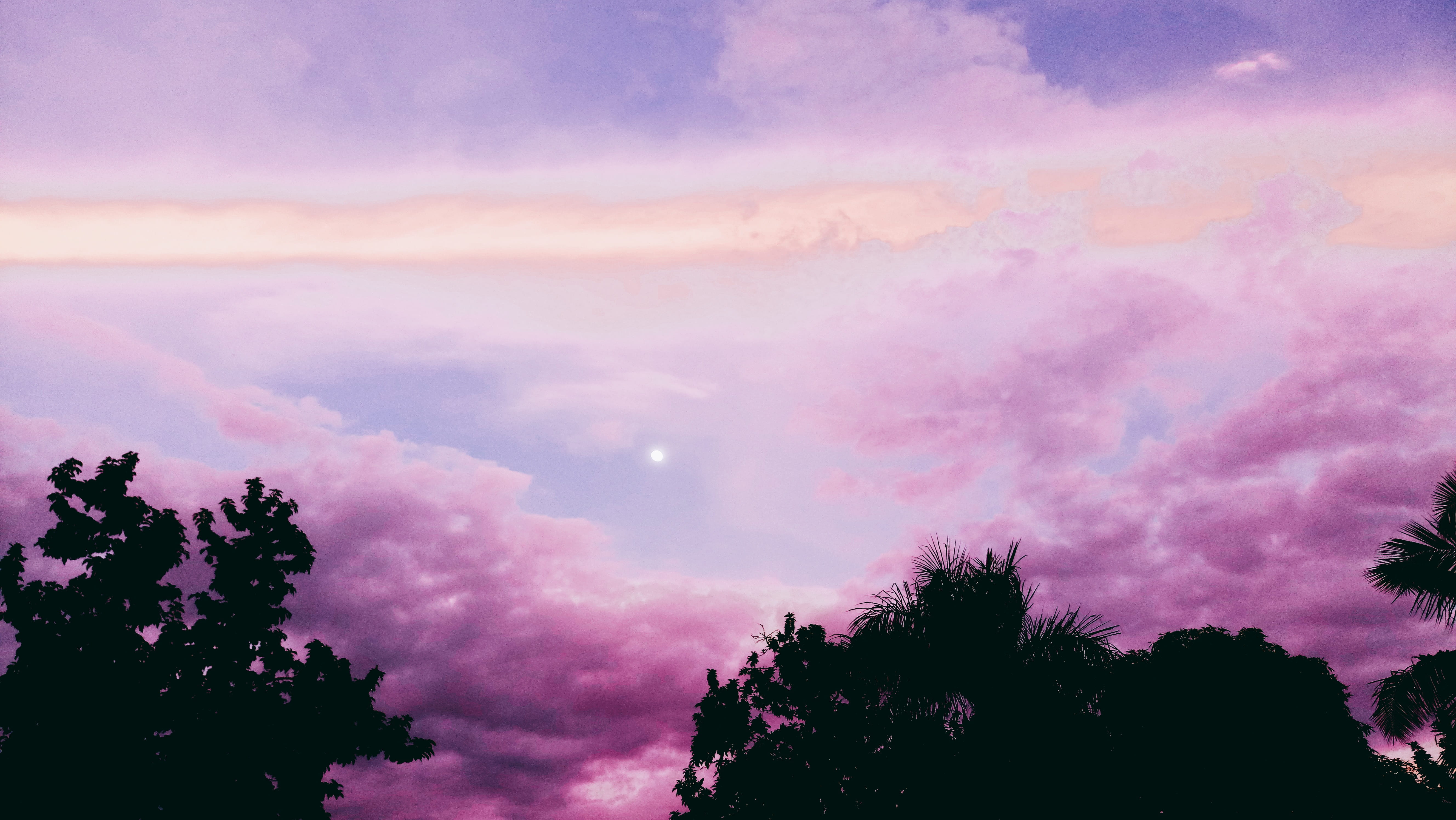 morado, silhouette, outdoors, cloud - sky, 5K, nature, sky, tree, tranquil scene, plant, scenics - nature, no people, growth, low angle view, purple, beauty in nature, HD Wallpaper