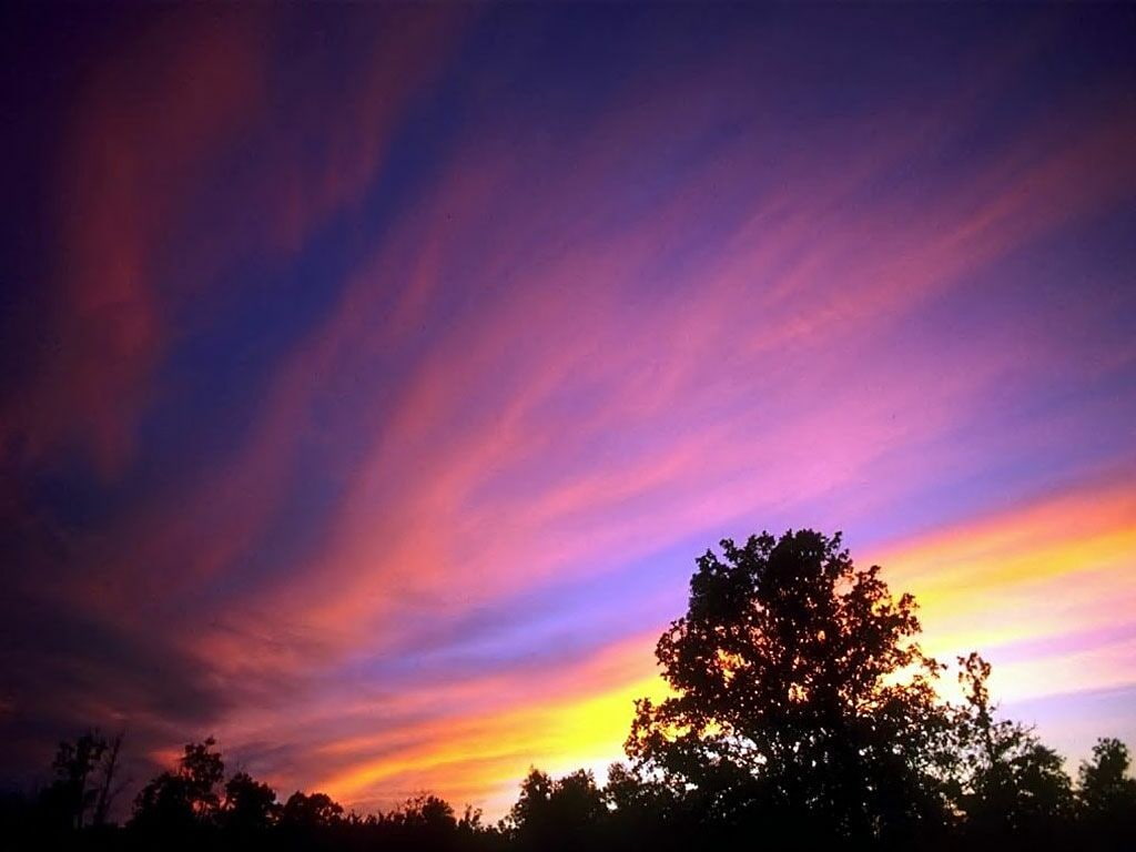 tree, plant, sky, nature, sunset, no people, growth, treetop, 480P, romantic sky, non-urban scene, dramatic sky, tranquil scene, outdoors, low angle view, HD Wallpaper