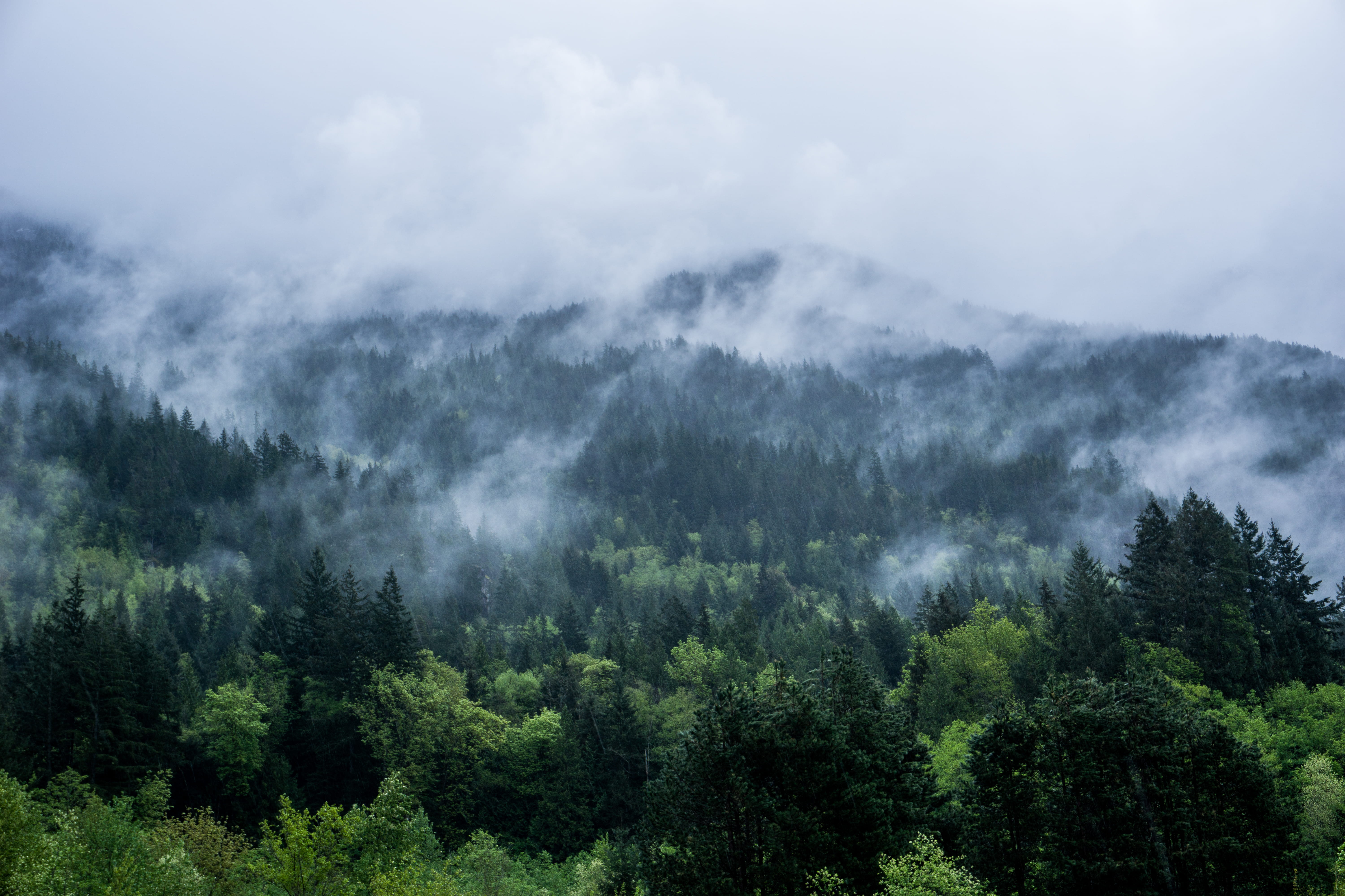 mountain, tree, growth, mountains, environment, green color, scenics - nature, tranquility, tranquil scene, coniferous tree, beauty in nature, sky, cloud - sky, HD Wallpaper