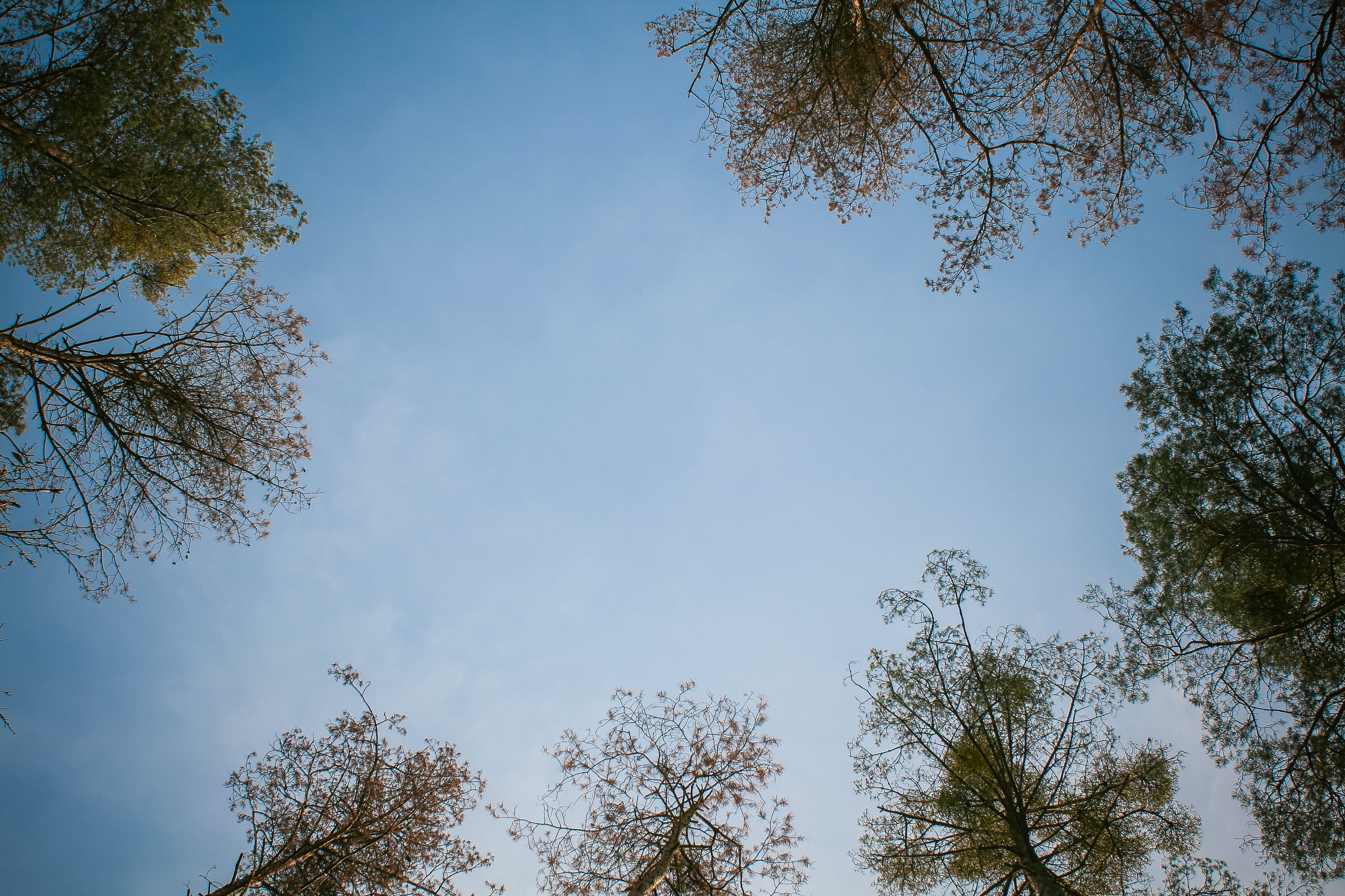 growth, no people, beauty In Nature, season, backgrounds, directly below, day, pine tree, clear sky, blue, tree, tranquility, plant, 4K, branch, treetop, HD Wallpaper