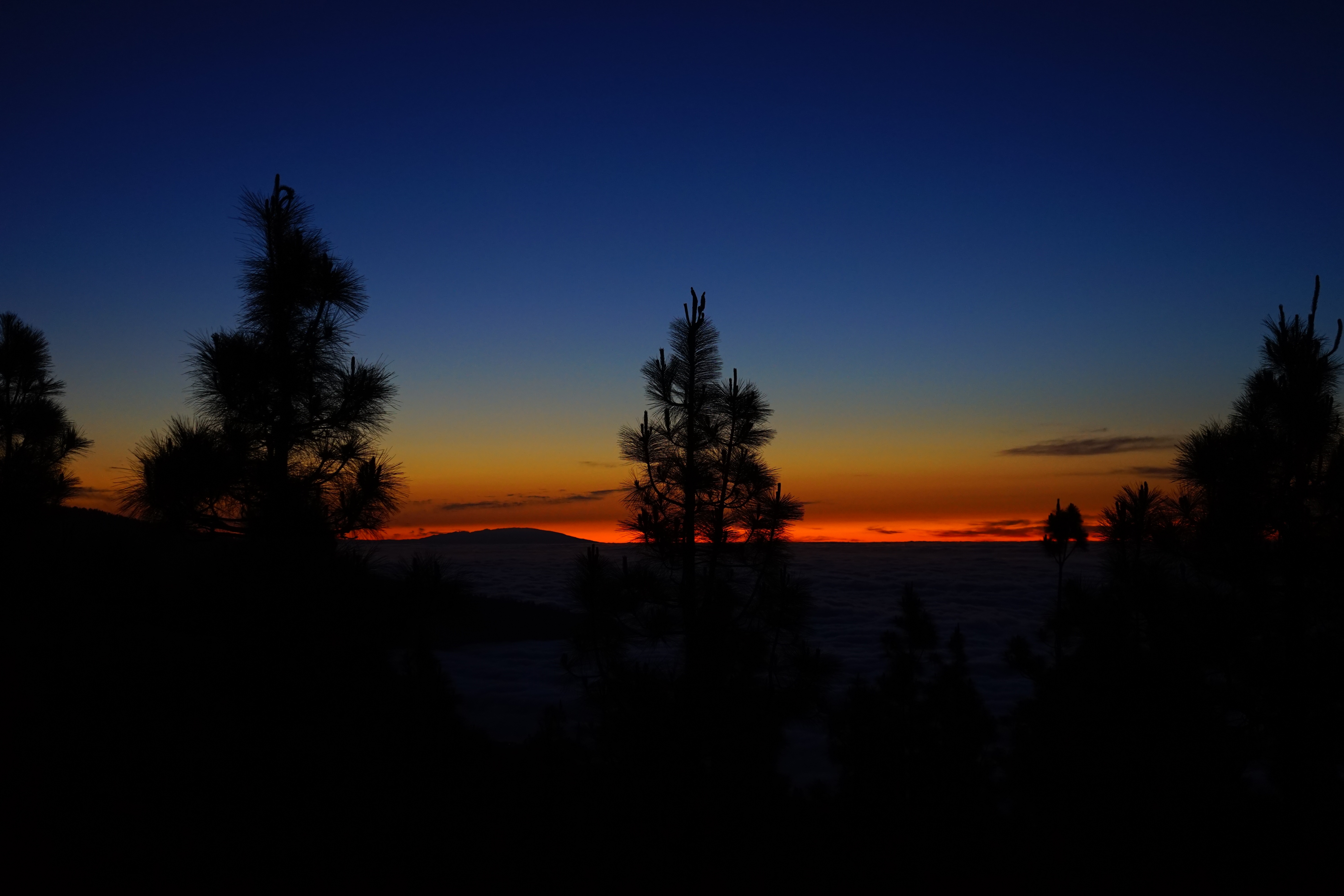 sky, canary islands, afterglow, treetop, tranquility, plant, outdoors, no people, environment, tree, tenerife, la palma, sunset, idyllic, island, nature, HD Wallpaper