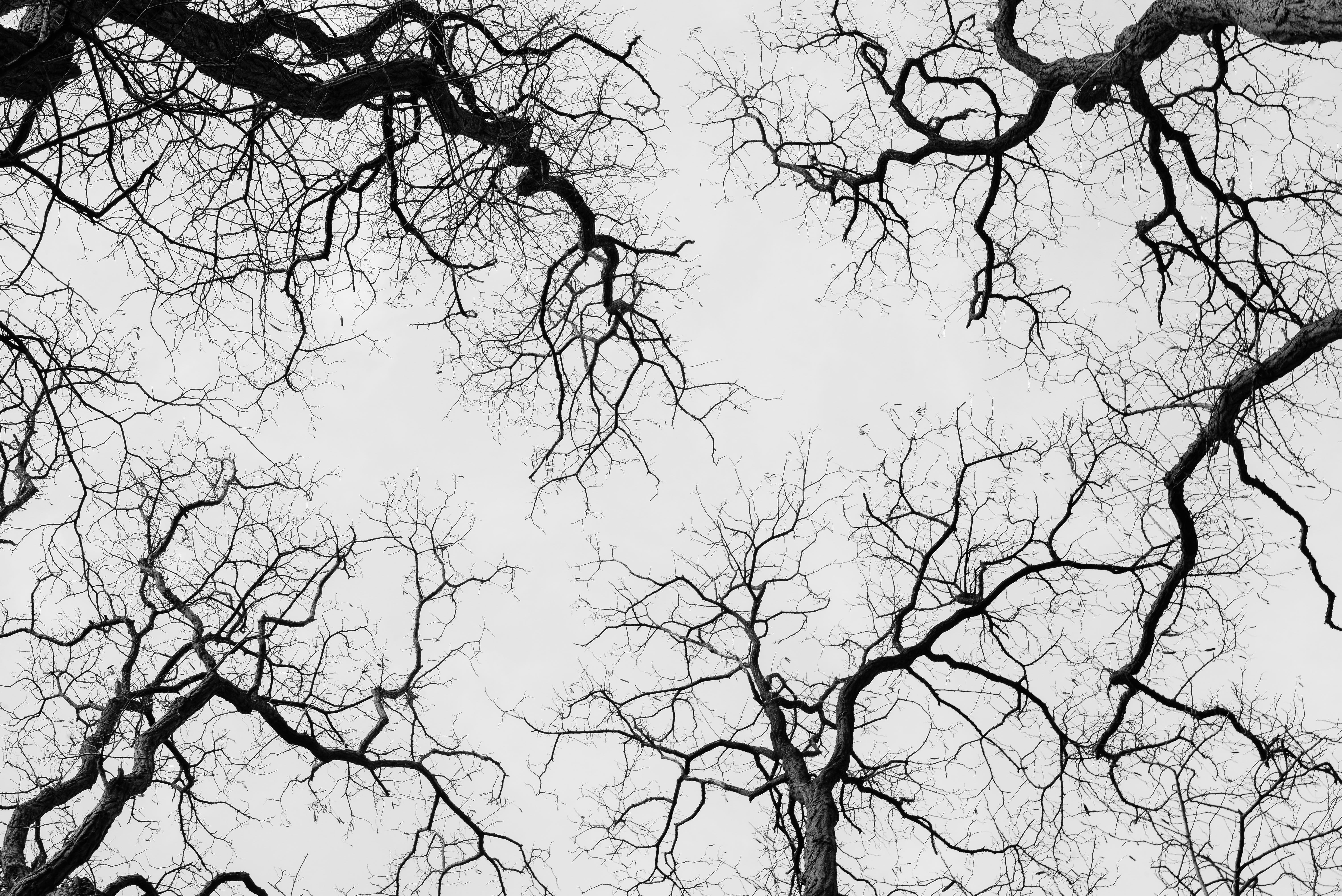 nature, black and white, idyllic, branch, backgrounds, tranquility, trees, treetops, beauty in nature, outdoors, tree canopy, sky, 5K, silhouette, clear sky, HD Wallpaper