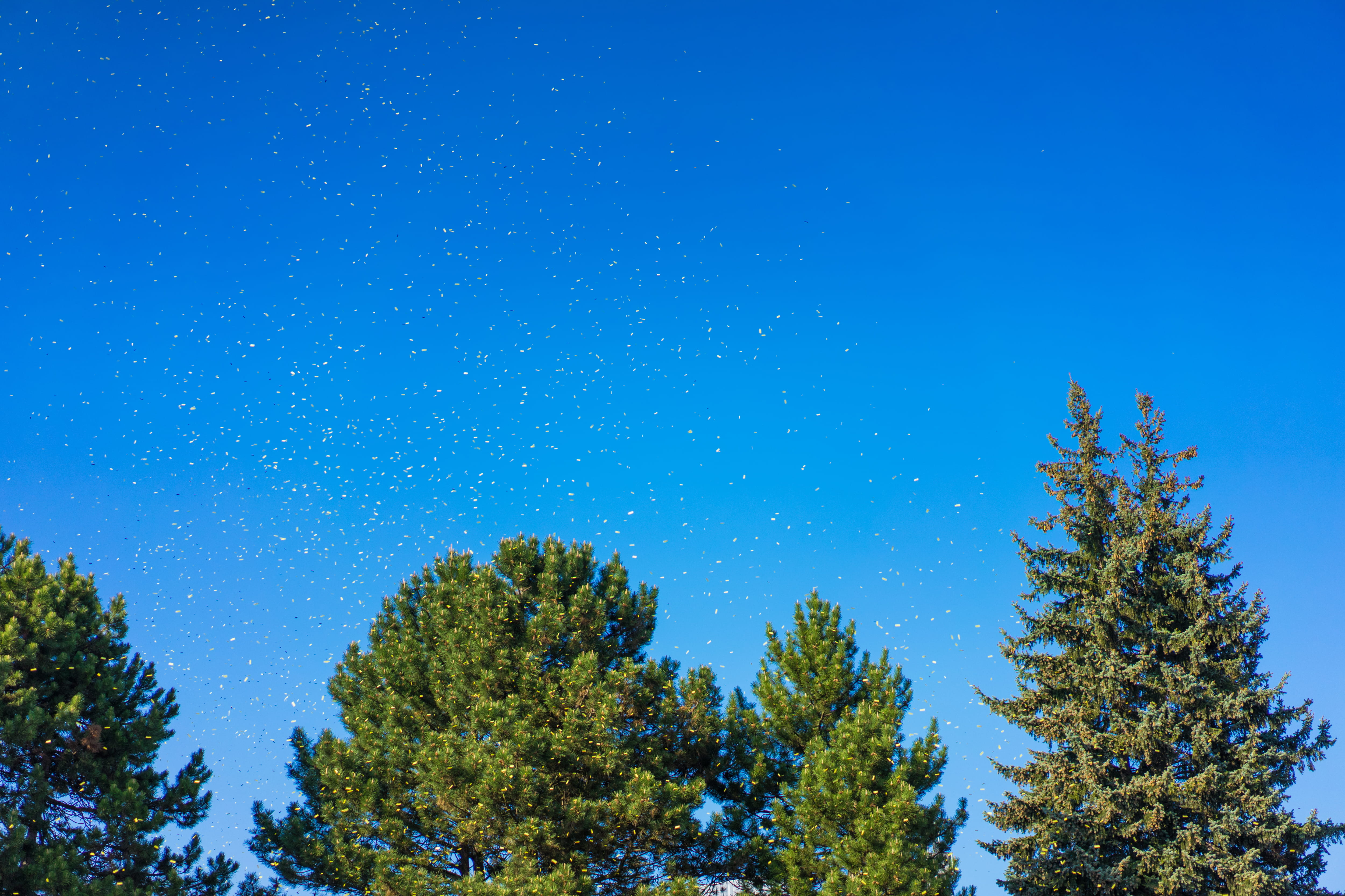 scenics - nature, pine Tree, tranquility, Trees, tranquil scene, beauty in nature, idyllic, no People, outdoors, feast, blue, Yellow, day, 4K, coniferous tree, HD Wallpaper