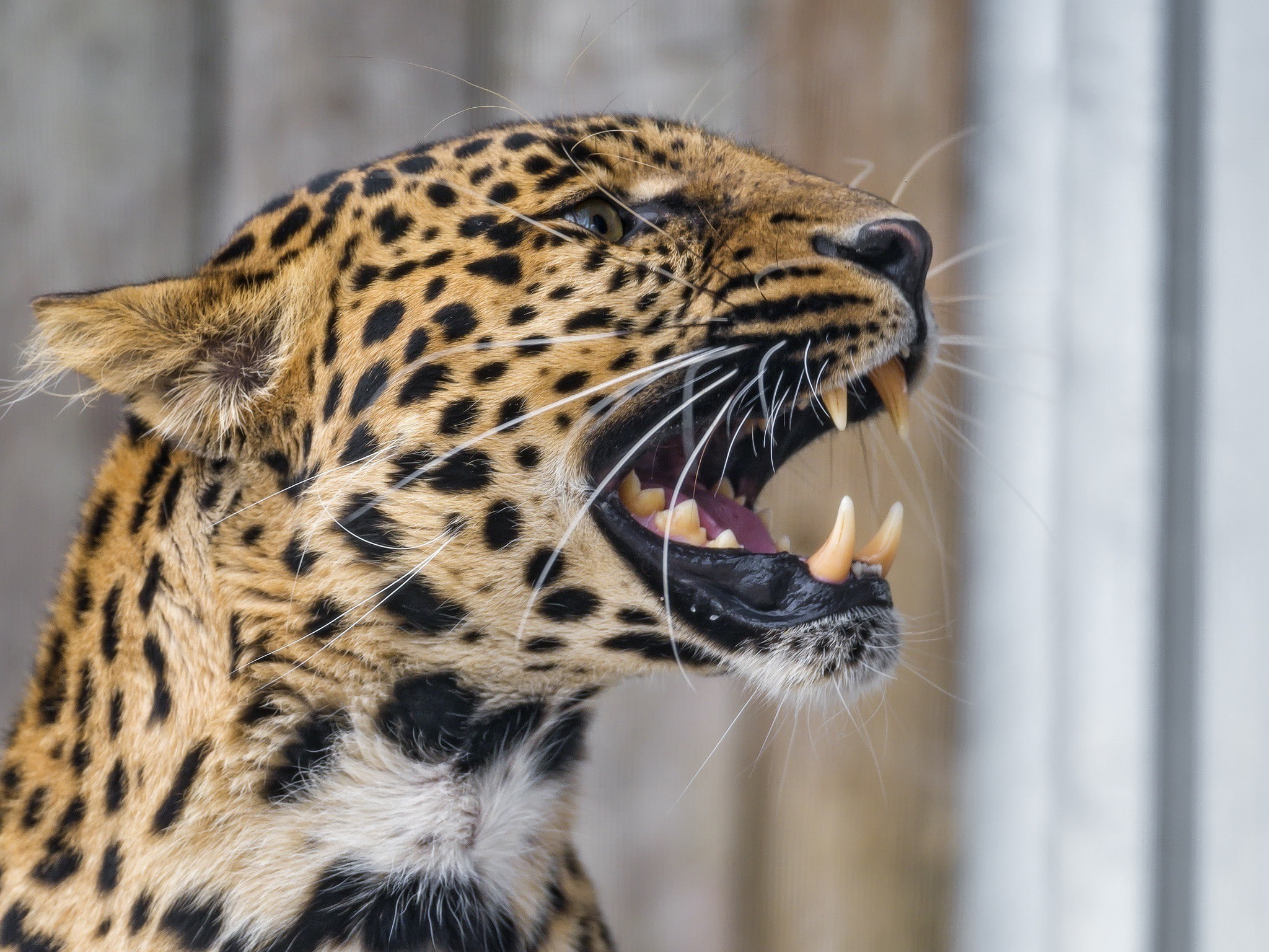 leopard, 1080P, profile, grin, black, predator, mouth, fangs, wild cat, brown, HD Wallpaper